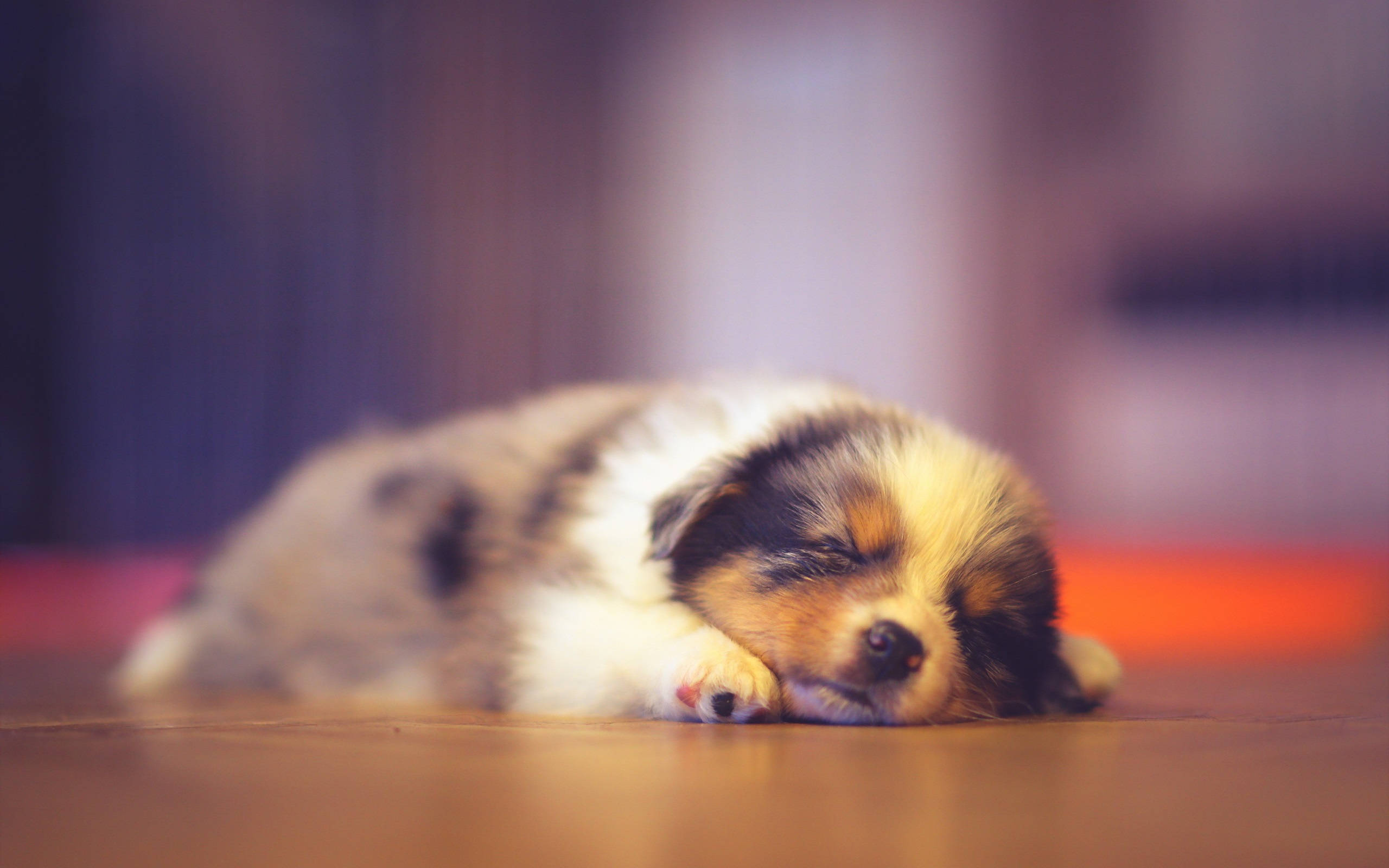 tricolor puppy, fluffy, wooden floor, 2K Desktop Wallpaper