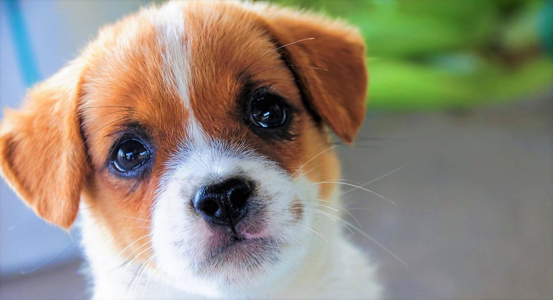 cute puppy, brown and white, big dark eyes, Full HD Desktop Wallpaper