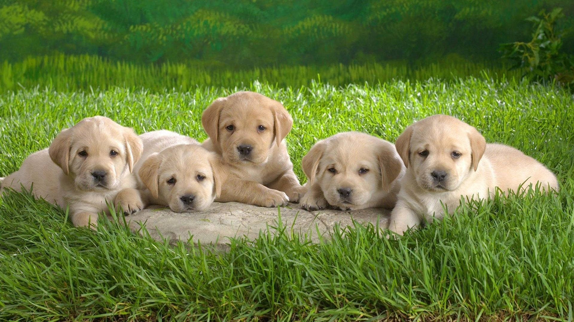 yellow Labrador puppies, stone, vibrant green grass, Full HD Desktop Wallpaper