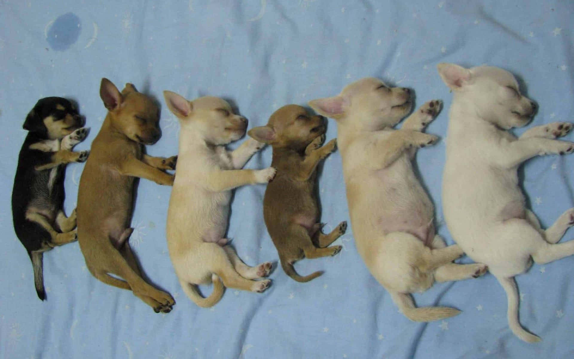 chihuahua puppies, blue star-patterned blanket, lying on their backs, Full HD Desktop Wallpaper