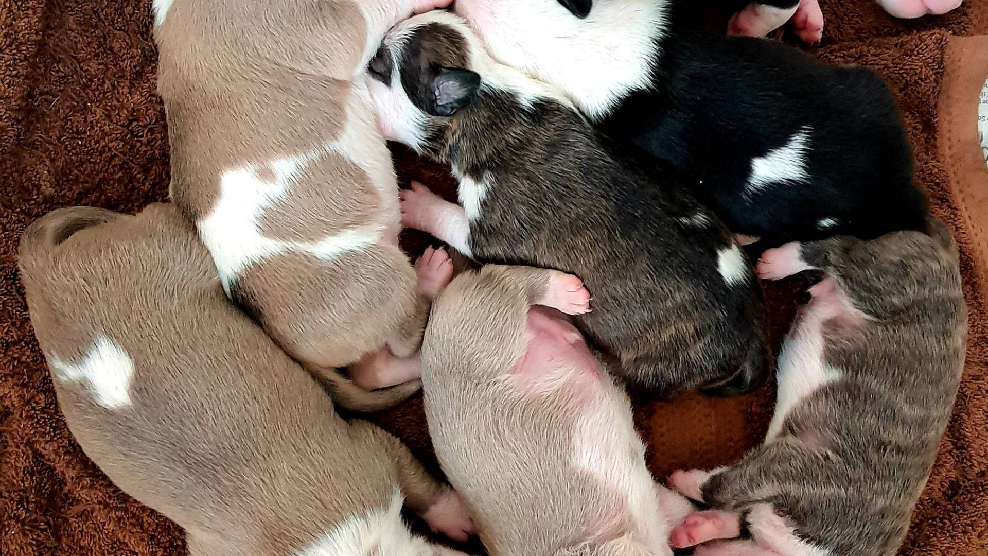 newborn puppies, brown white and black markings, soft brown blanket, Full HD Desktop Wallpaper