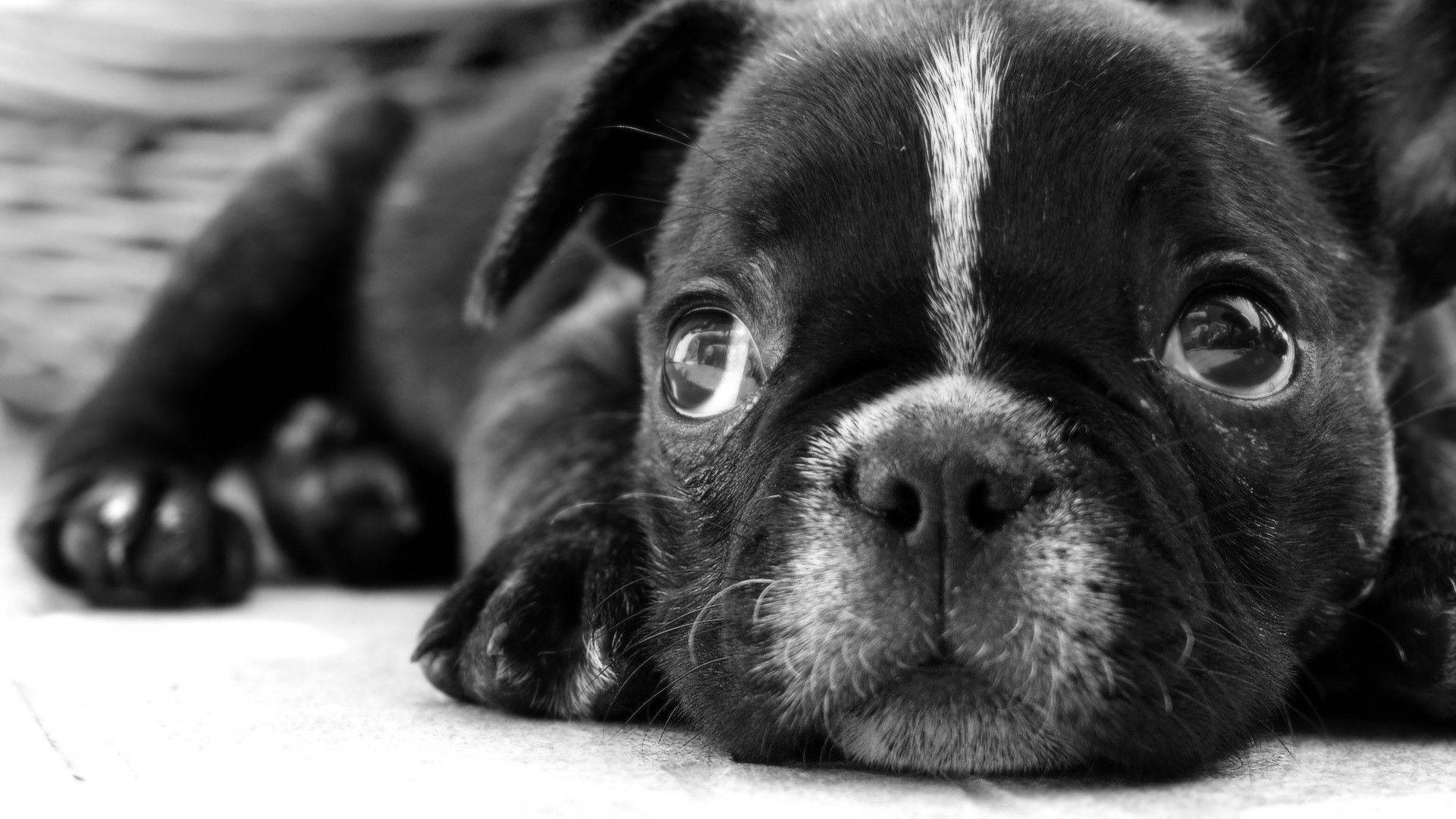 Boston Terrier puppy, black and white, close-up, Full HD Desktop Wallpaper