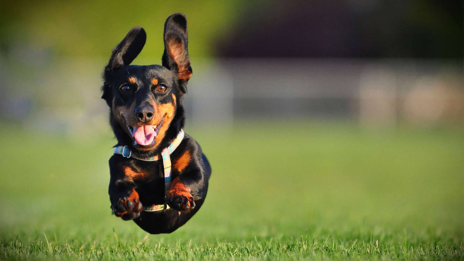 black and tan dachshund, leaps midair, tongue out, Full HD Desktop Wallpaper
