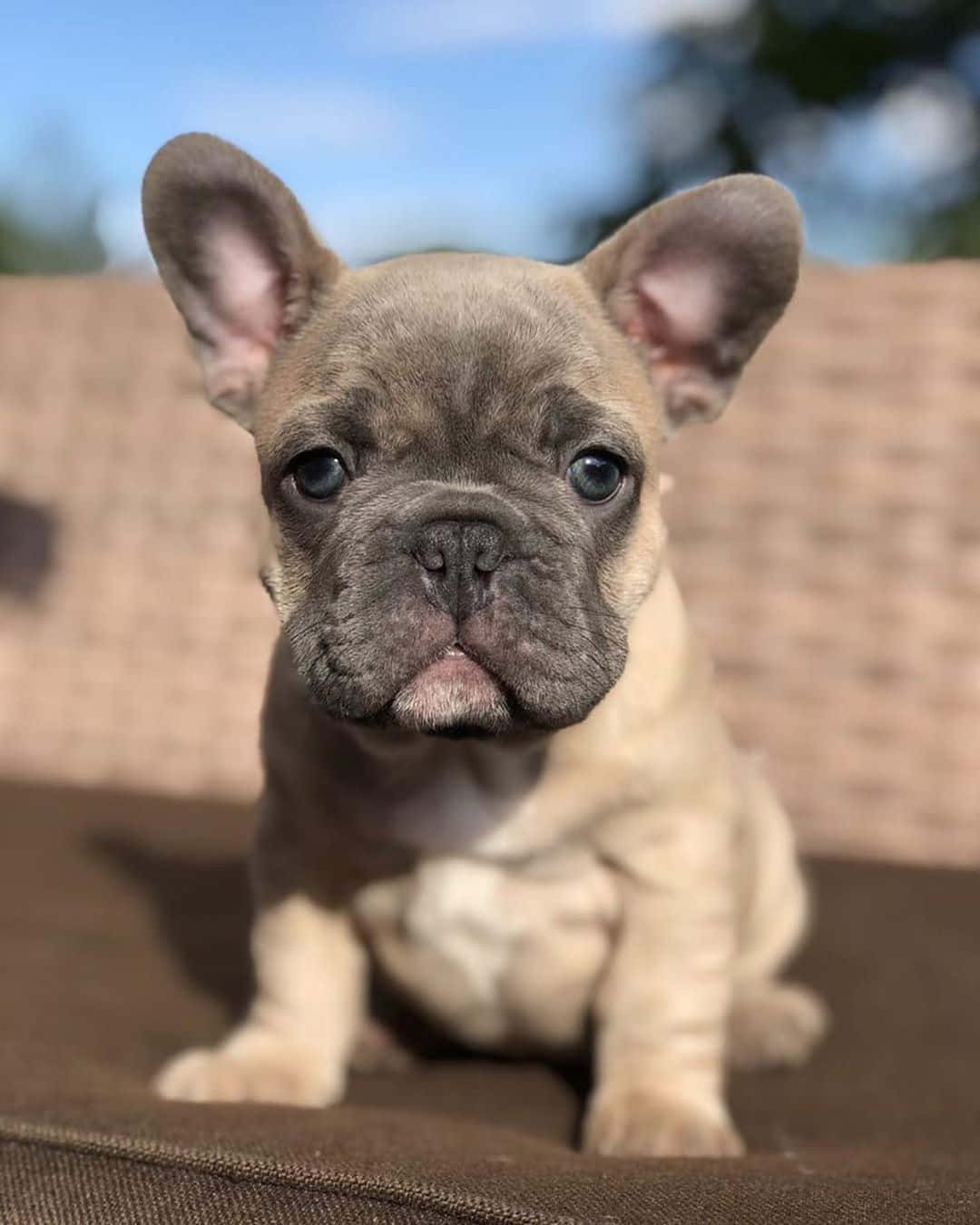 baby French Bulldog, fawn, big blue eyes, HD Phone Wallpaper