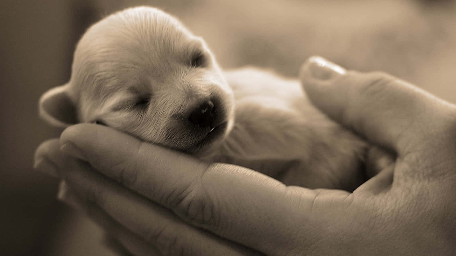 Newborn Puppy, human hands, sepia tone, HD Desktop Wallpaper