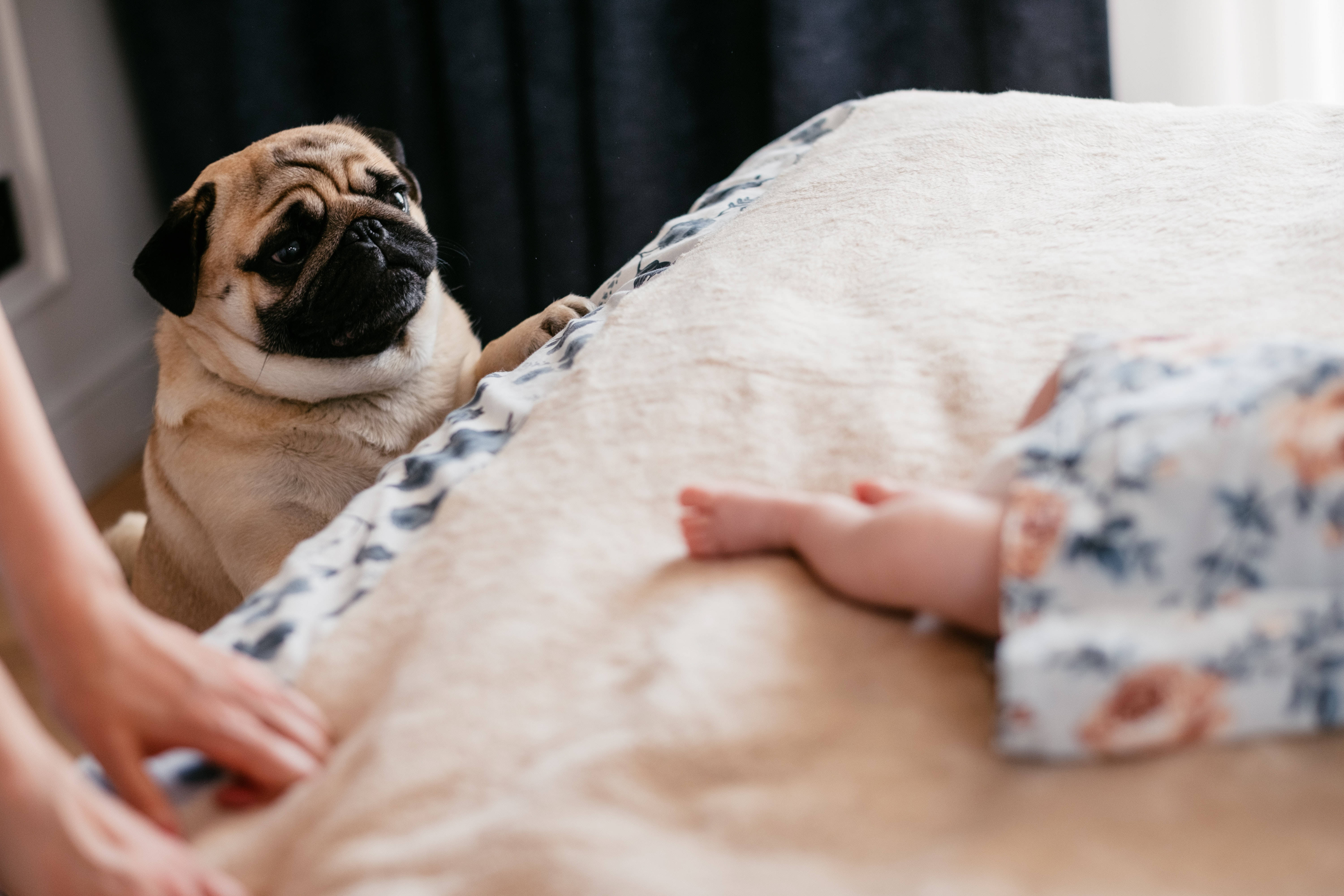 Newborn Baby Girl Pug Dog, pug dog, floral pajamas, 5K Desktop Wallpaper
