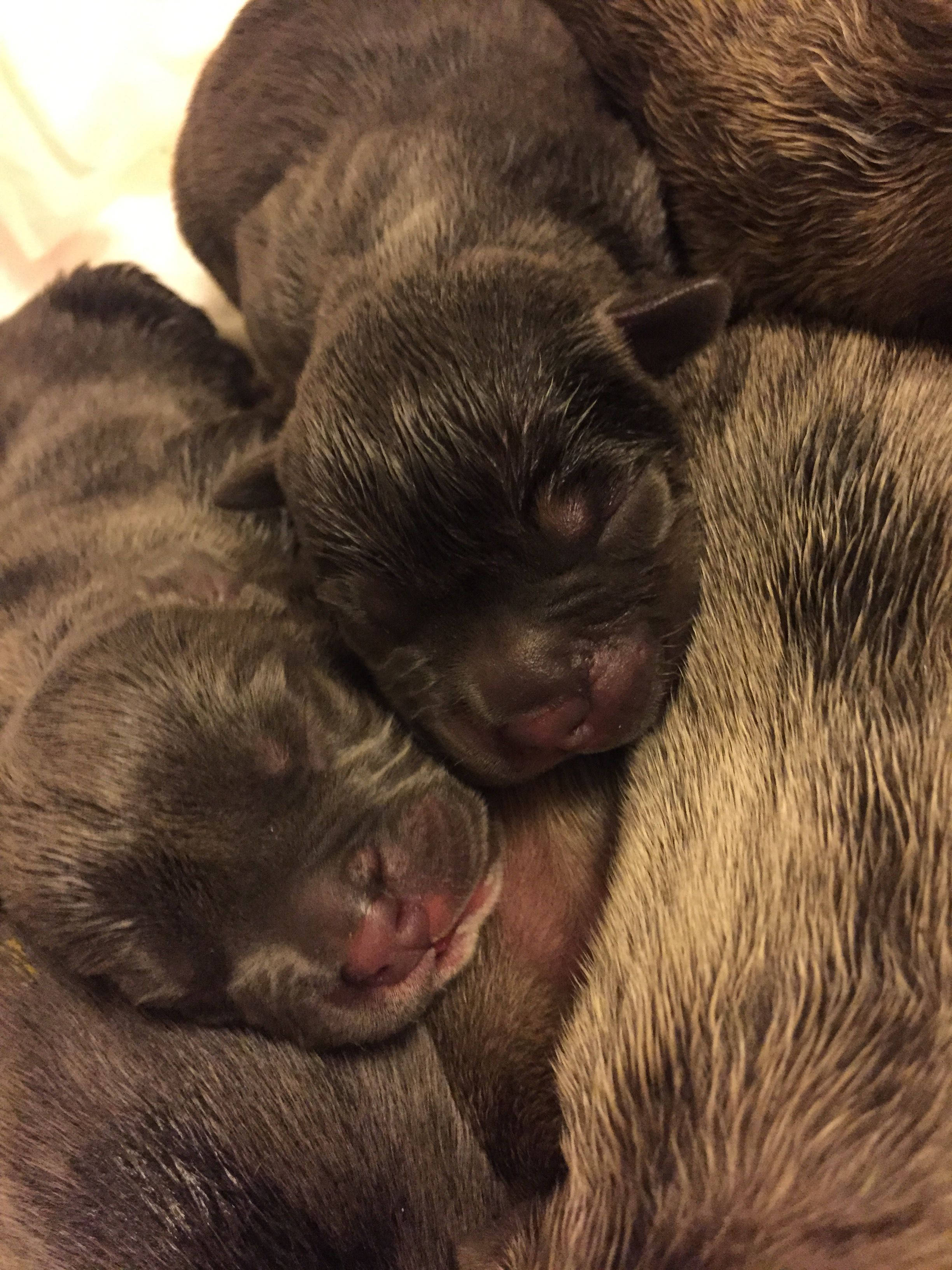 Newborn Pitbull Puppies, closed eyes, mother's warm fur, 2K Phone Wallpaper