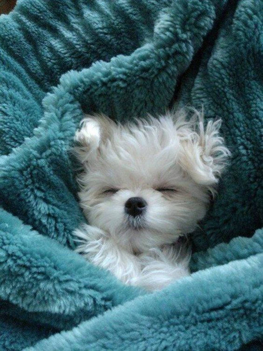 white puppy, teal fuzzy blanket, sleeping, HD Phone Wallpaper