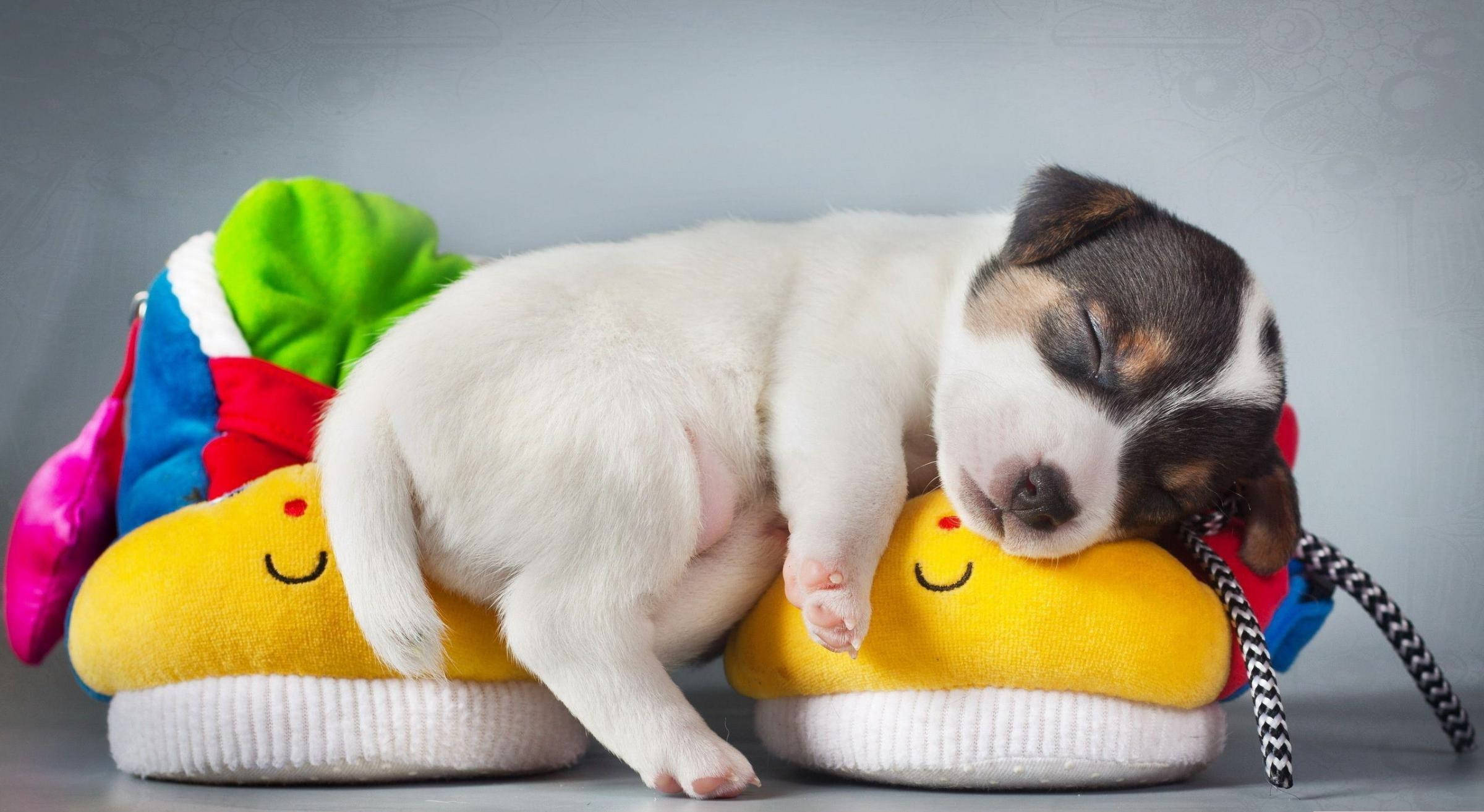 black and white puppy, colorful smiling plush shoes, gray background, Full HD Desktop Wallpaper