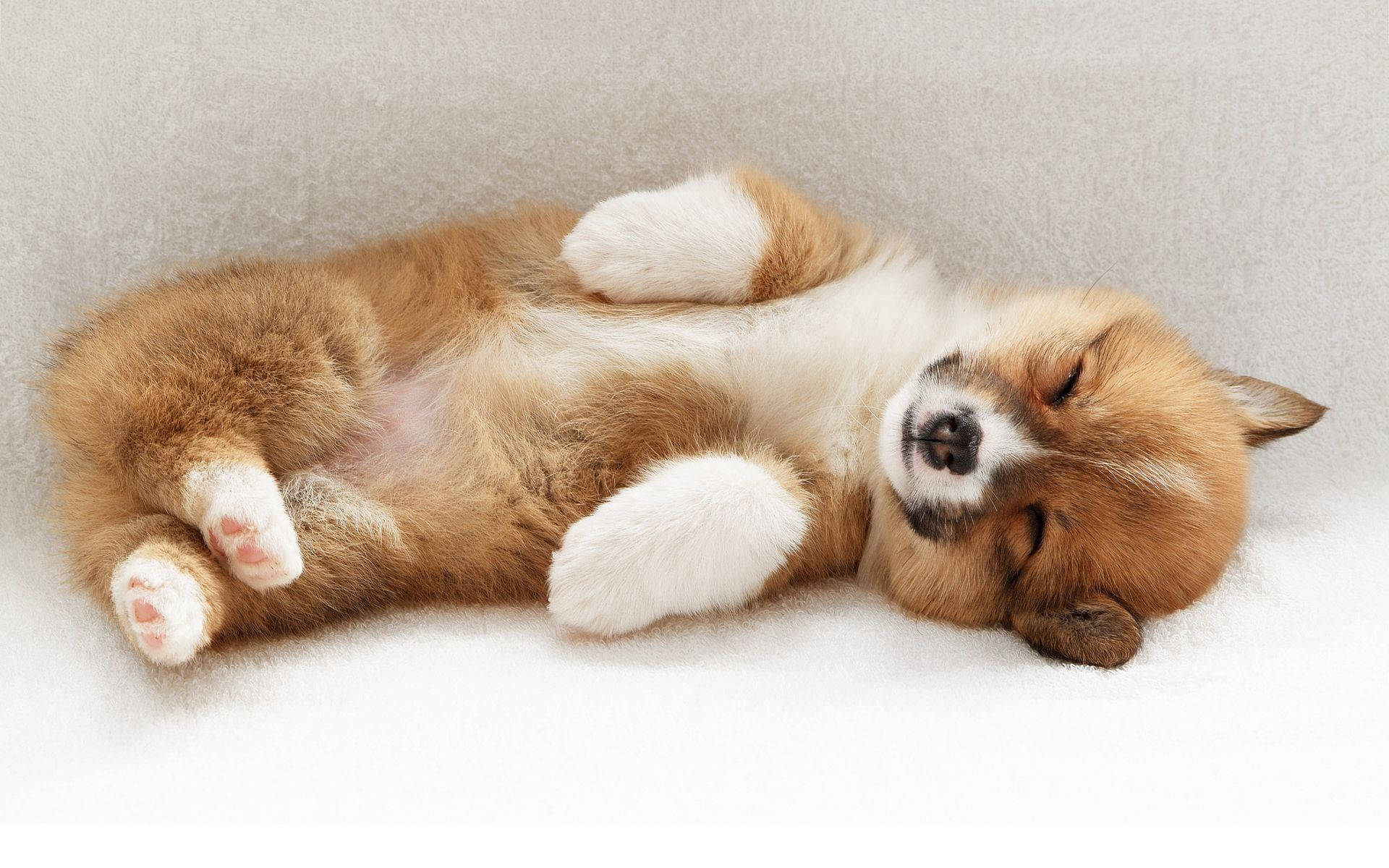 baby corgi, fluffy corgi puppy, sleeps soundly, Full HD Desktop Wallpaper