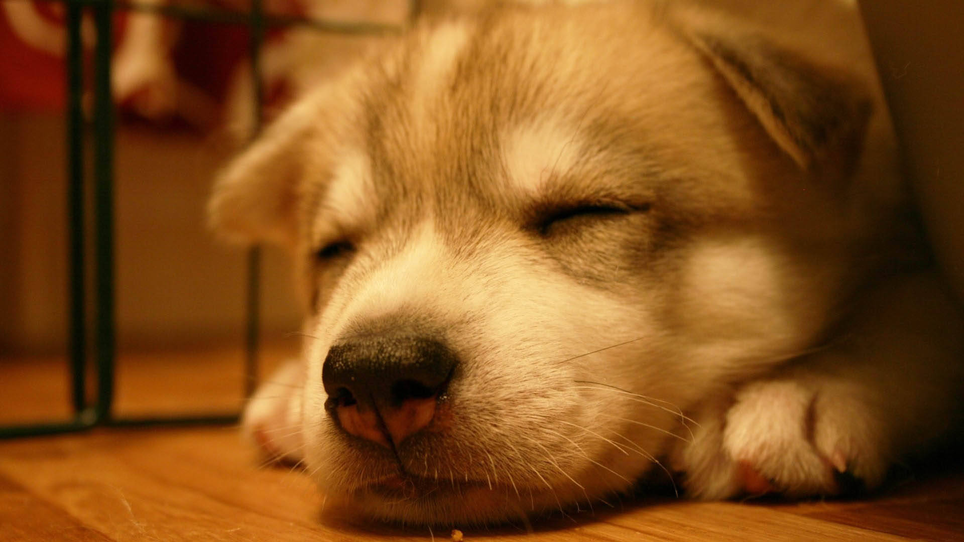 fluffy husky puppy, warm wooden floor, soft golden light, Full HD Desktop Wallpaper