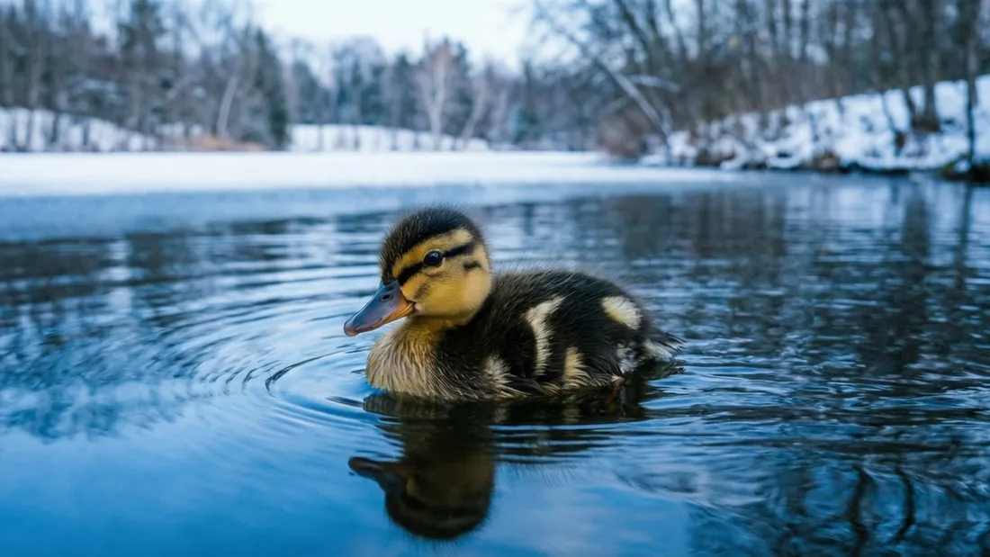 Baby Duck