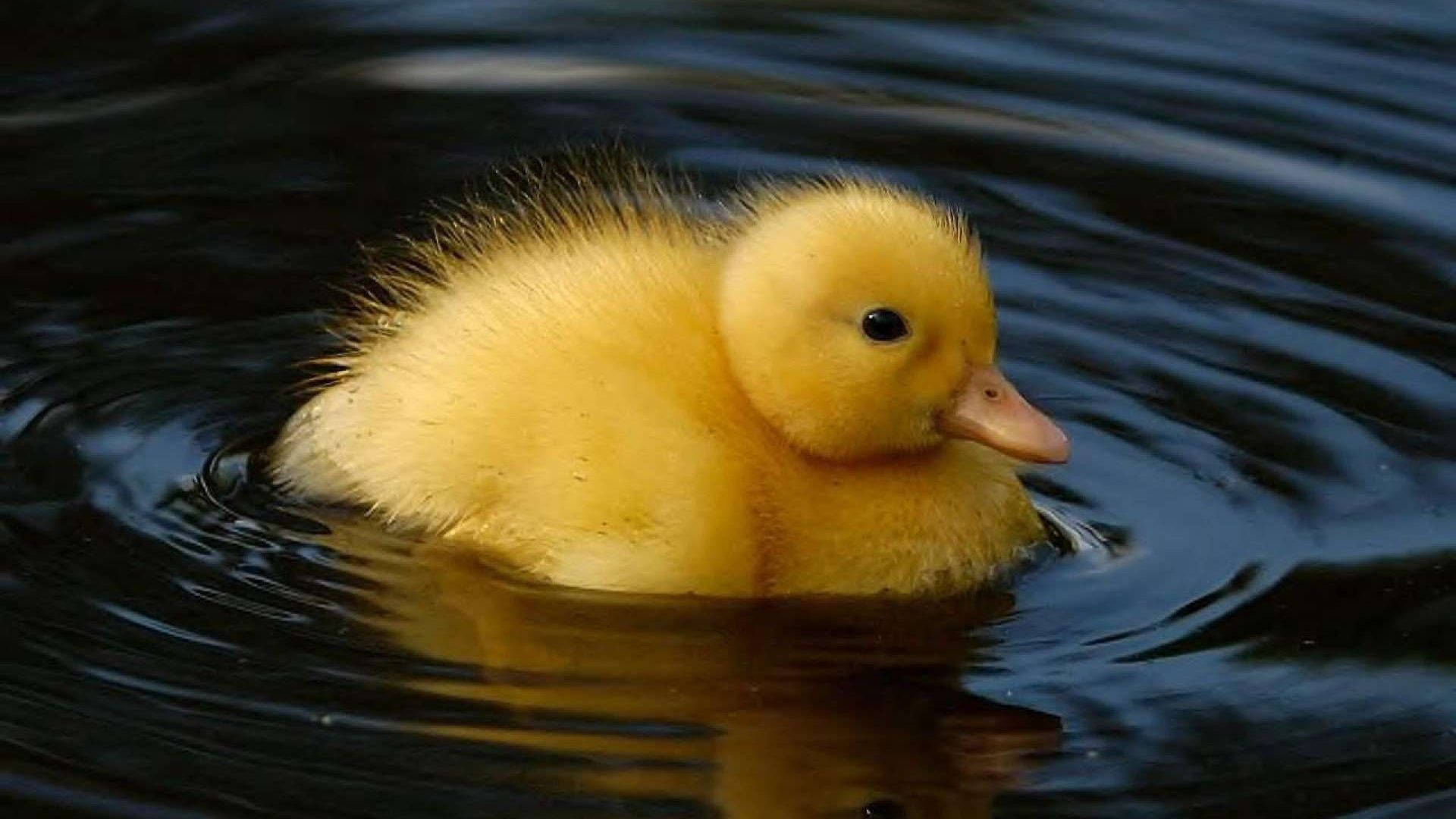 Baby Duck, fluffy yellow duckling, dark rippling water, Full HD Desktop Wallpaper