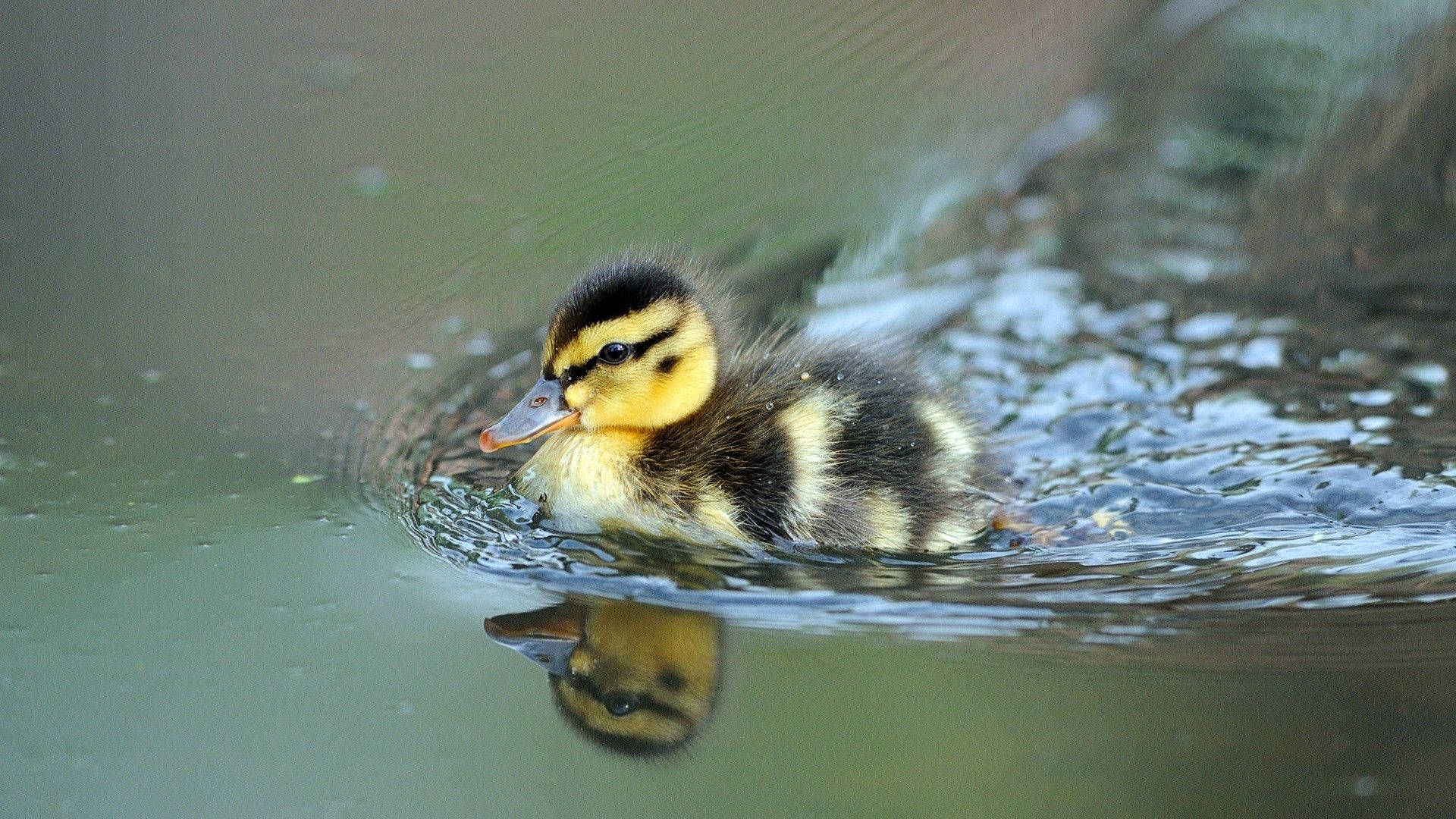 Baby Duck, fluffy yellow and black, calm water, Full HD Desktop Wallpaper