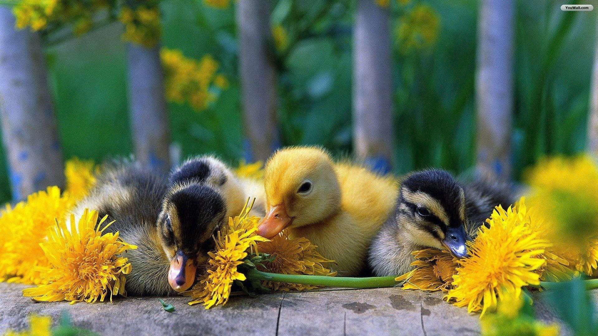 Baby Ducks, flowers, bright yellow dandelions, Full HD Desktop Wallpaper