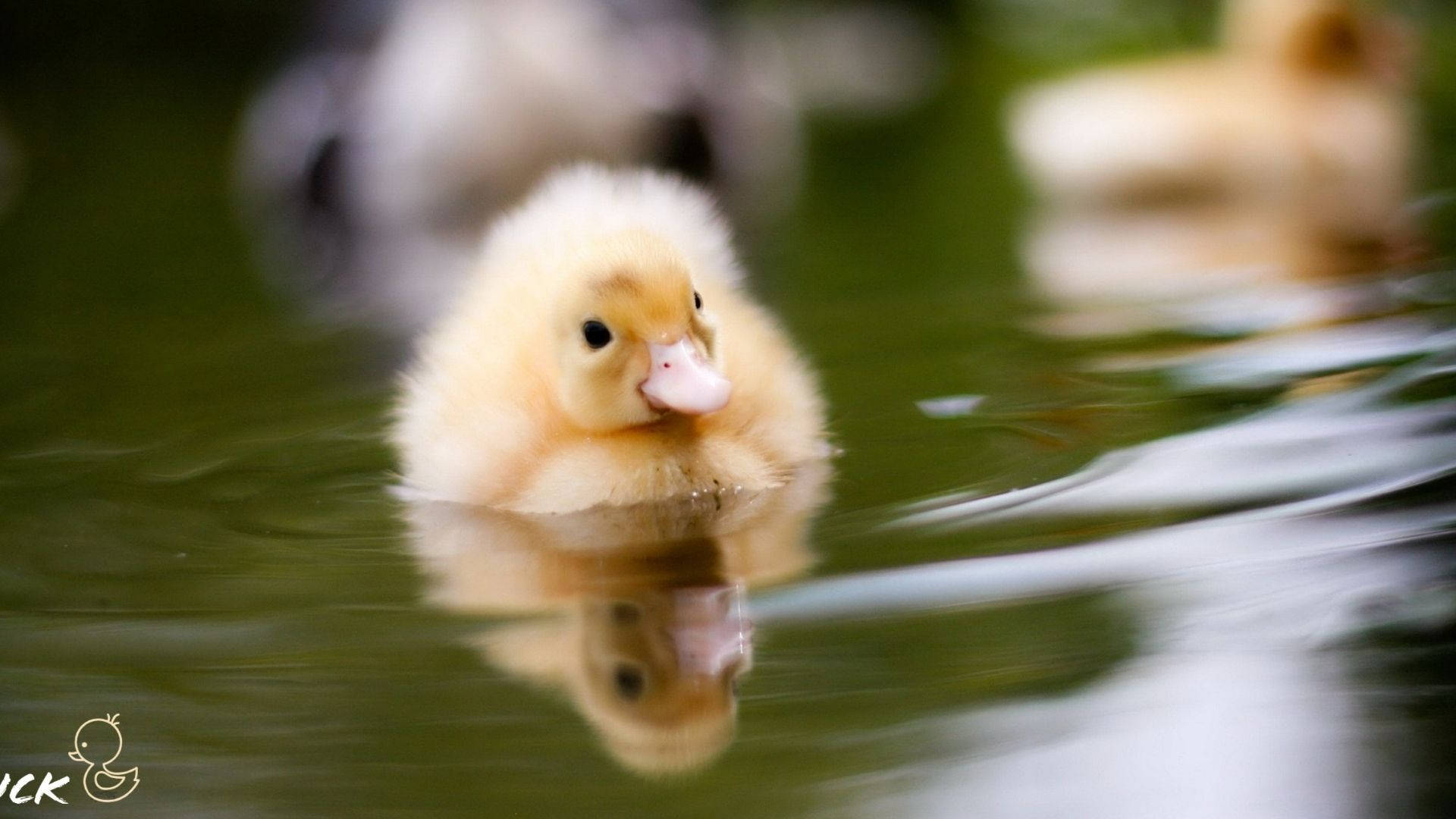 Baby Duck, fluffy yellow duckling, calm green water, Full HD Desktop Wallpaper
