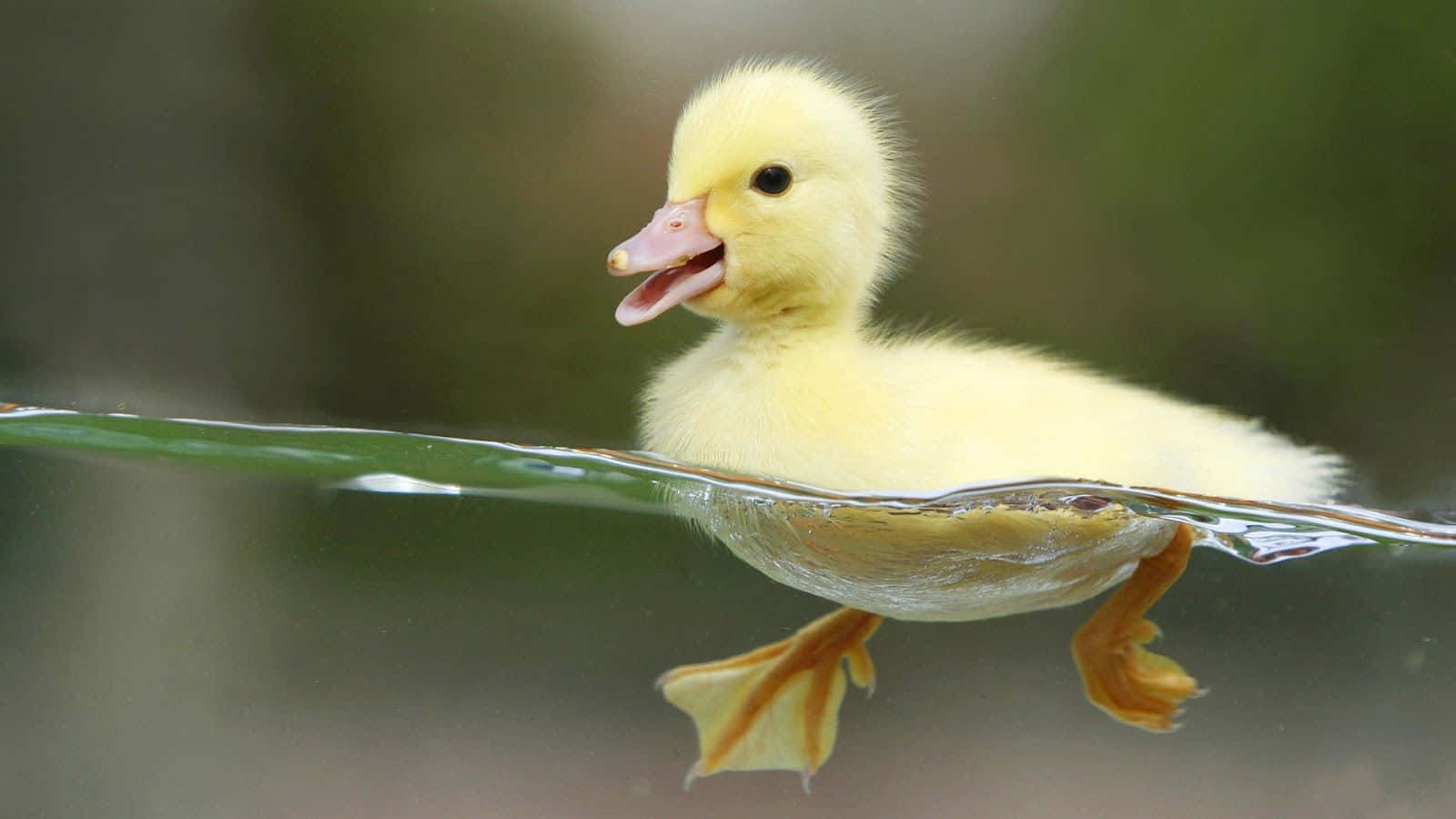 Cute Duck, fluffy yellow duckling, calm water, HD Desktop Wallpaper