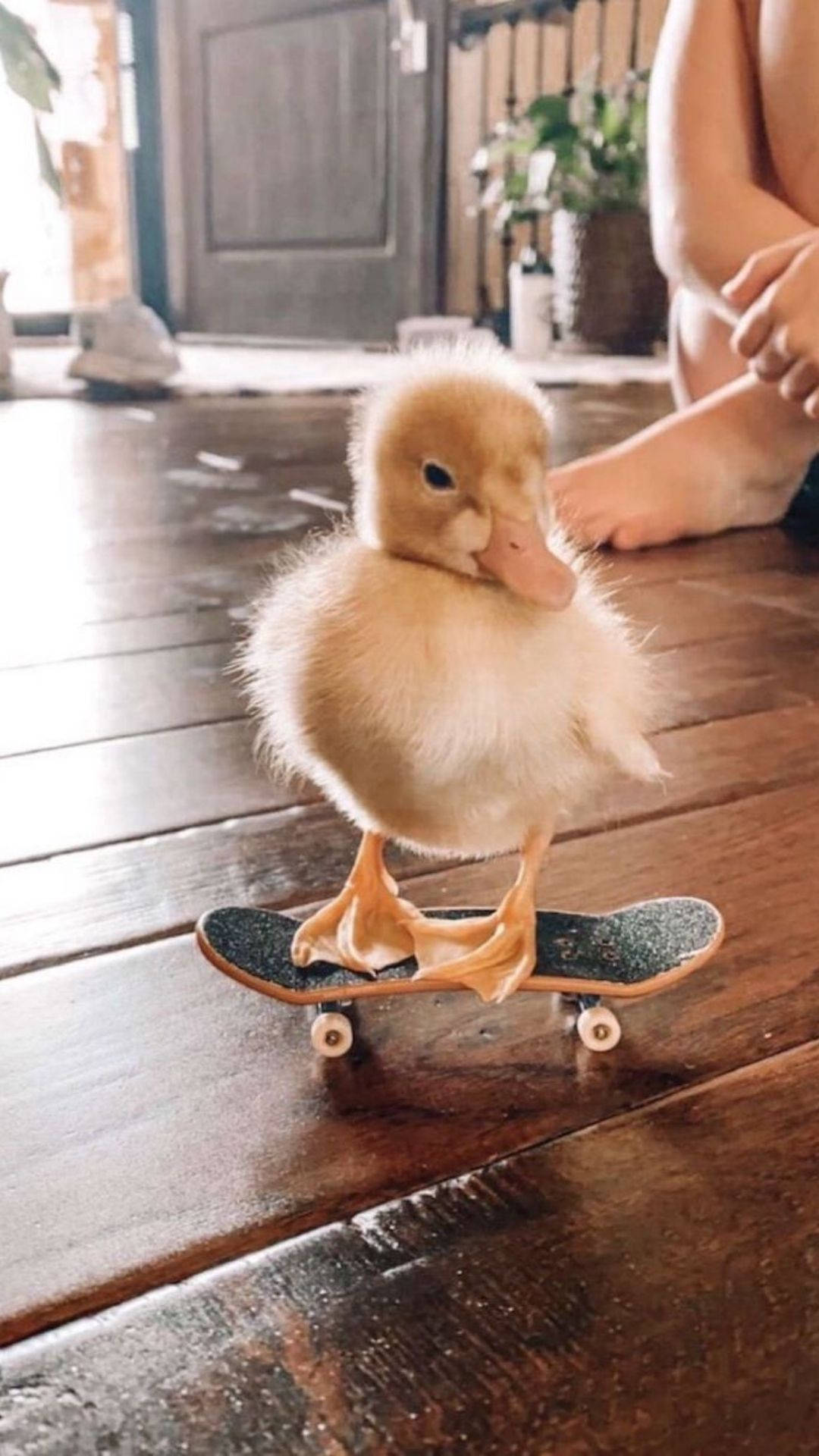 skating baby duck, fluffy yellow duckling, tiny skateboard, Full HD Phone Wallpaper