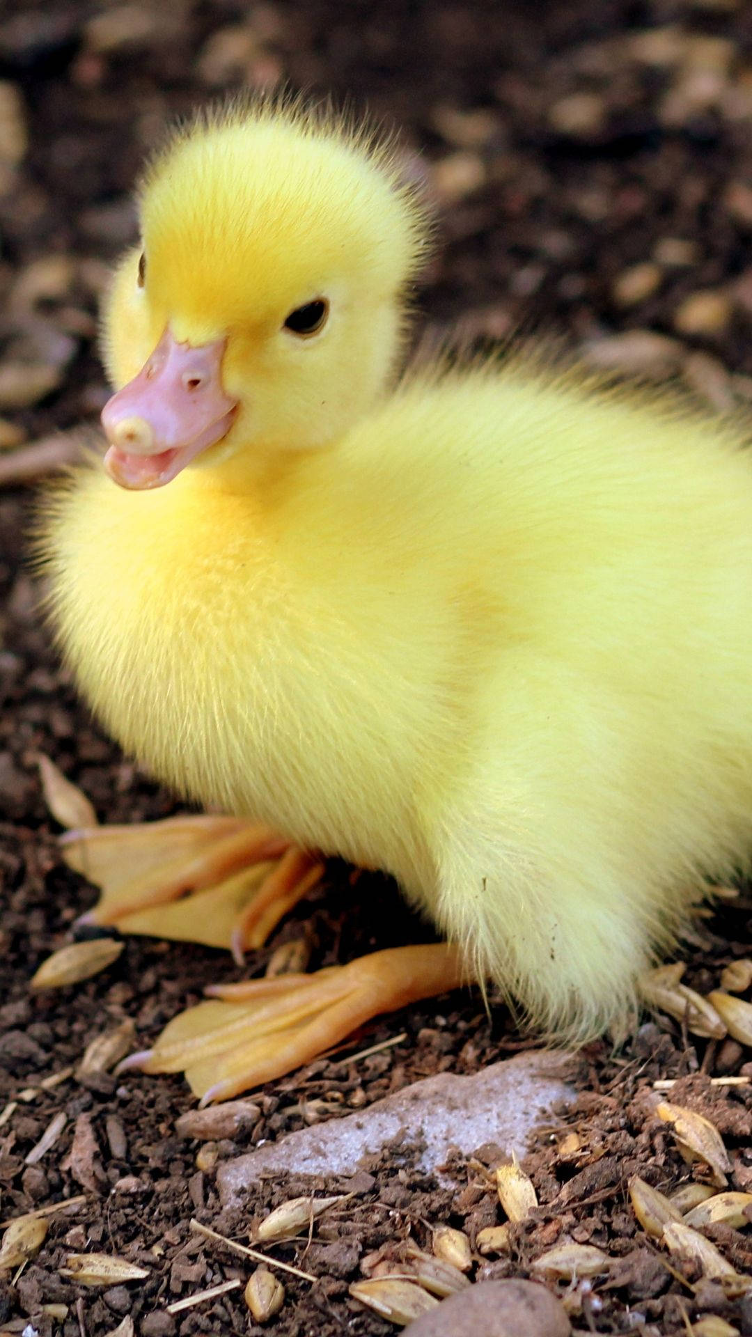 Baby Duck, fluffy yellow duckling, dark soil, Full HD Phone Wallpaper