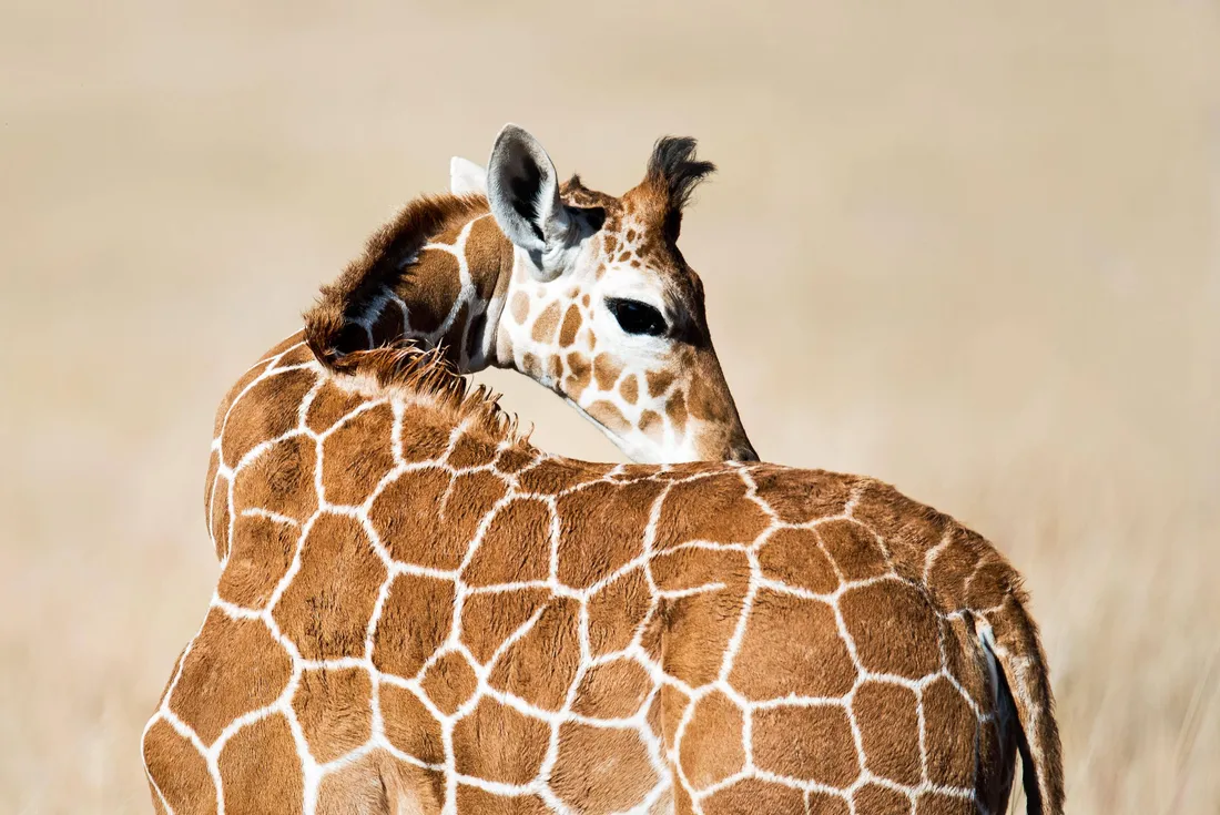 Baby Giraffe