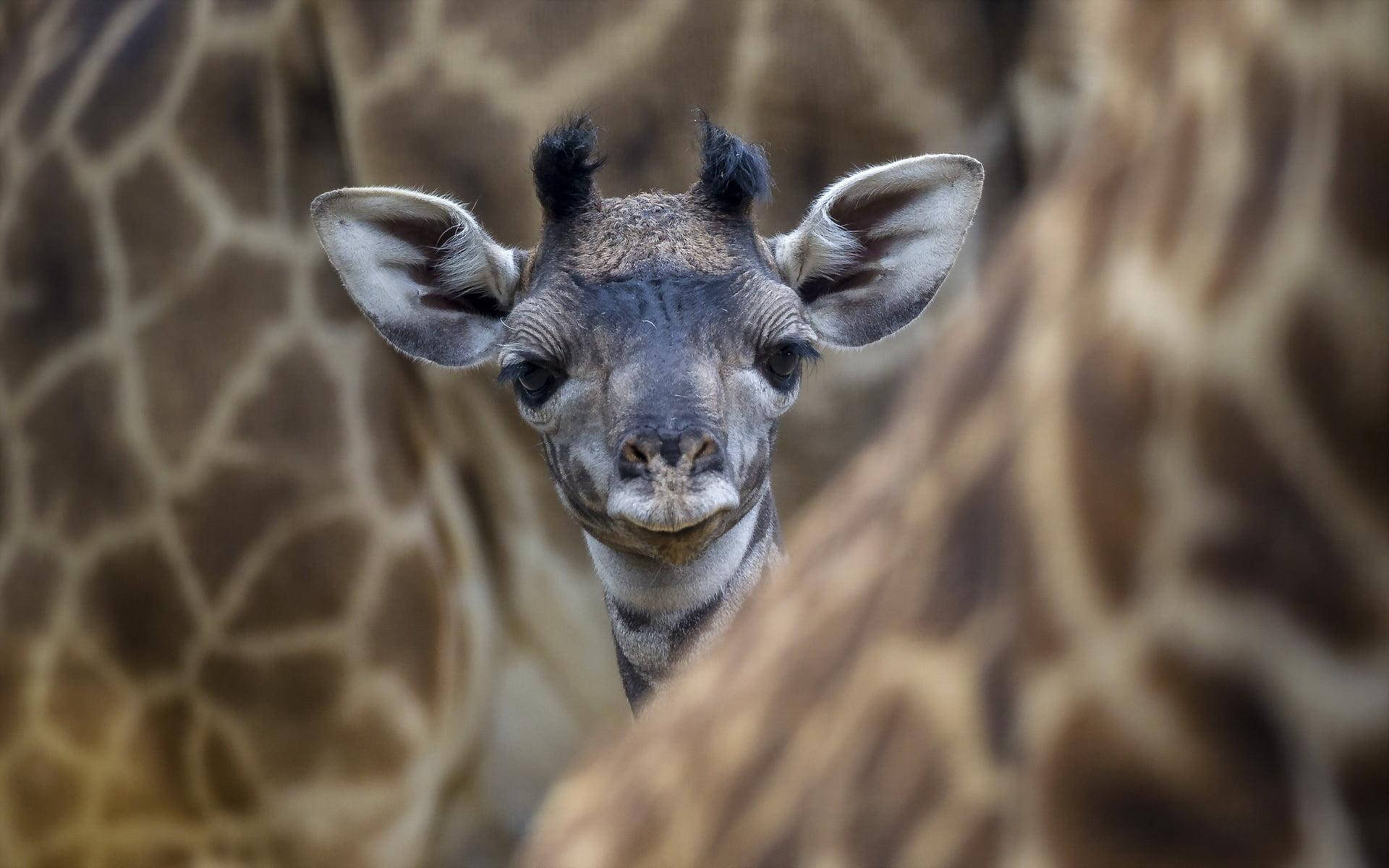 Confused Baby Giraffe, baby giraffe, adult giraffe patterns, Full HD Desktop Wallpaper
