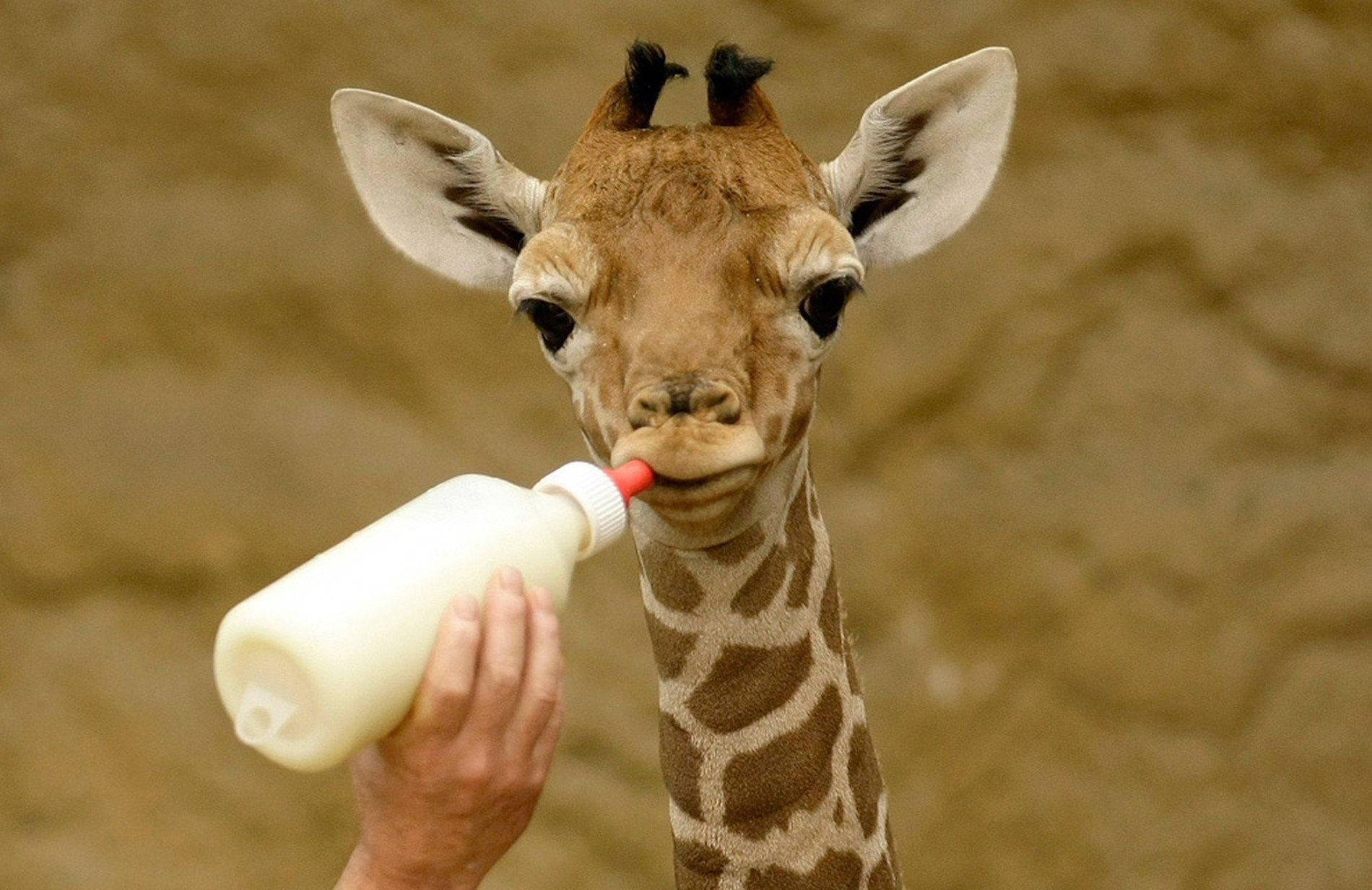 Baby Giraffe, drinking milk, bottle, HD Desktop Wallpaper