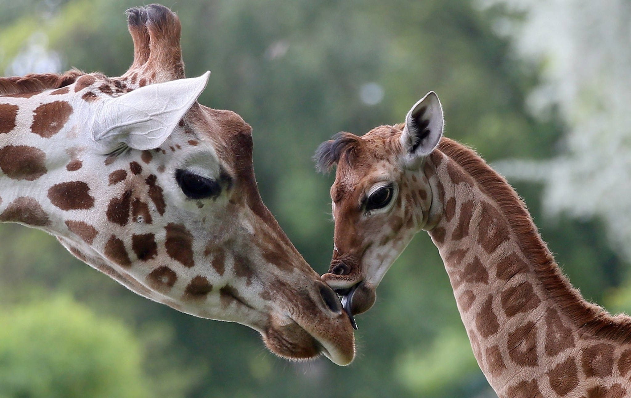 Baby Giraffe, adult giraffe, young giraffe, Full HD Desktop Wallpaper