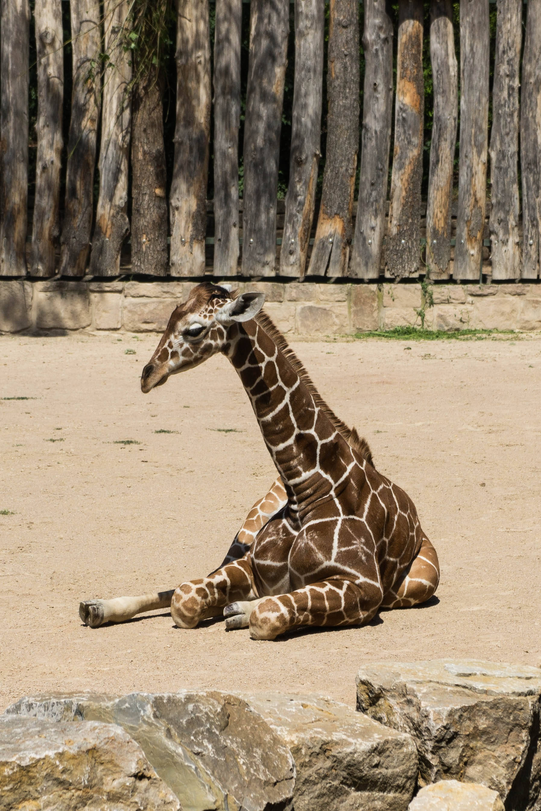 Baby Giraffe, sandy ground, rocks, 2K Phone Wallpaper