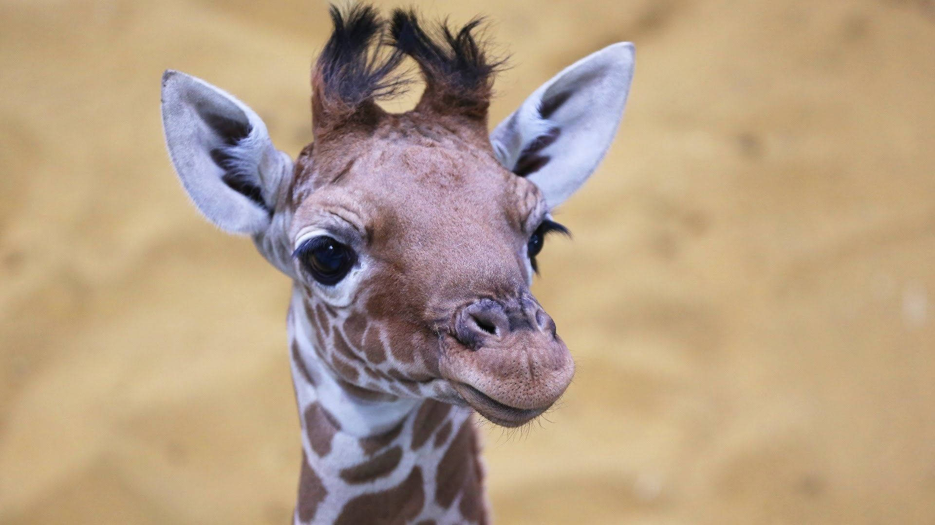 Baby Giraffe, young giraffe, large dark eyes, Full HD Desktop Wallpaper