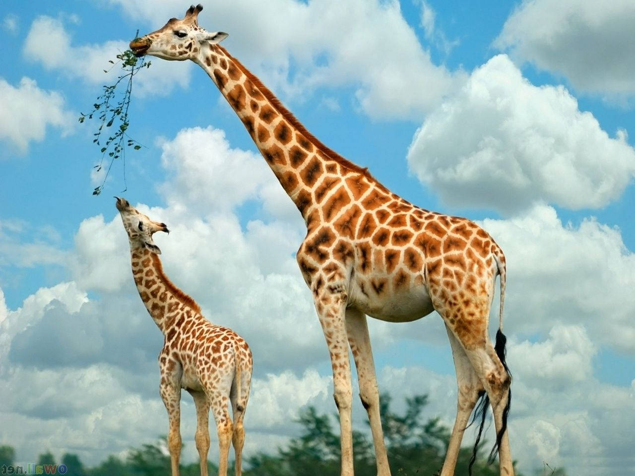 Baby Giraffe, adult giraffe, bright blue sky, HD Desktop Wallpaper