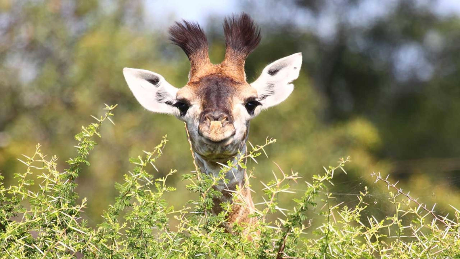 Baby Giraffe, bushy horns, green thorny bushes, HD Desktop Wallpaper