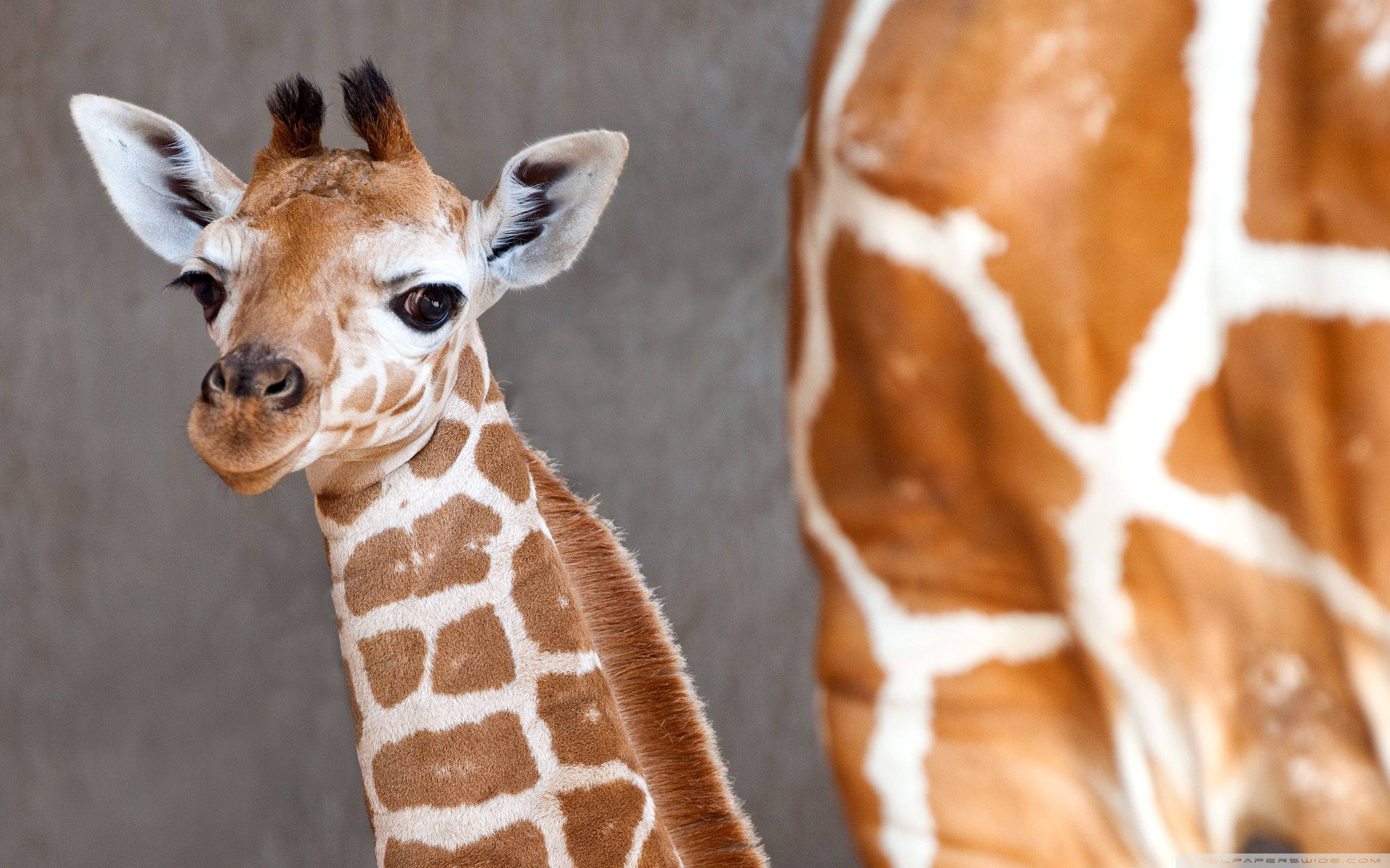 Baby Giraffe, brown markings, young giraffe, 2K Desktop Wallpaper