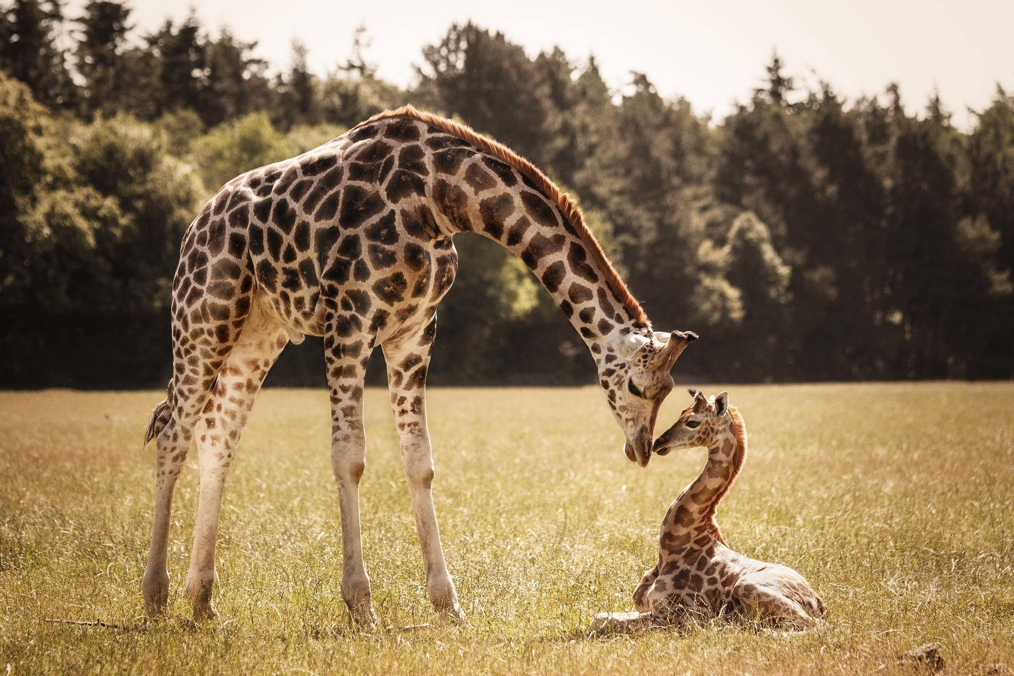 Baby Giraffe, grassland, mother giraffe, Full HD Desktop Wallpaper