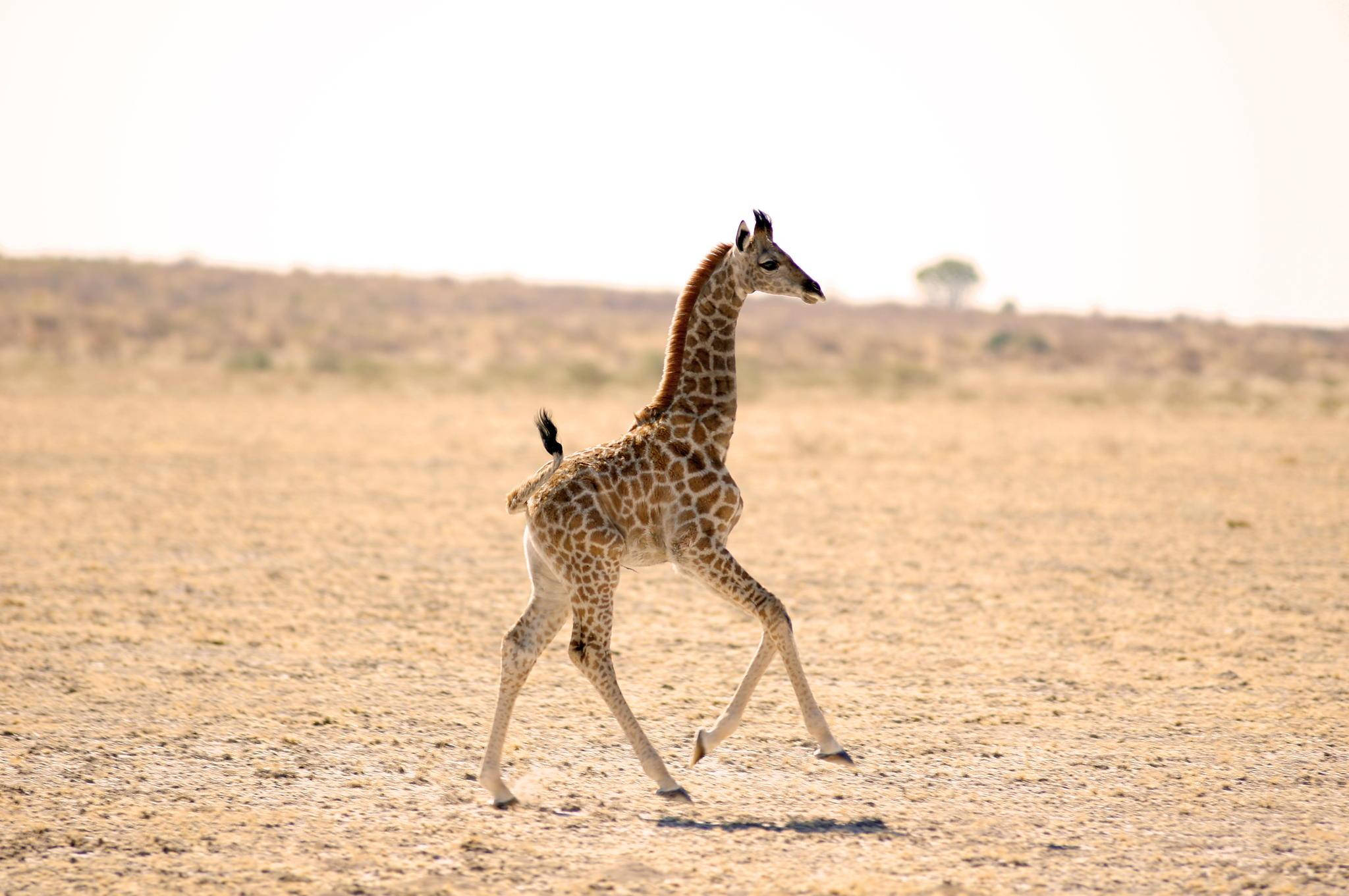 Baby Giraffe, sunlit savanna, hazy sky, Full HD Desktop Wallpaper