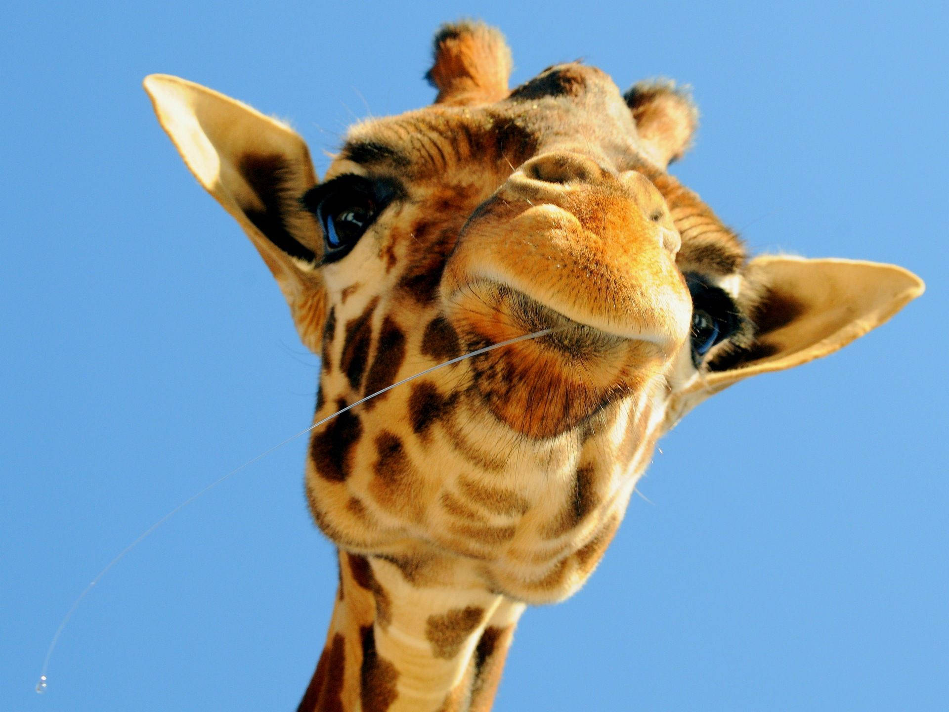 Baby Giraffe, clear blue sky, tongue slightly out, Full HD Desktop Wallpaper