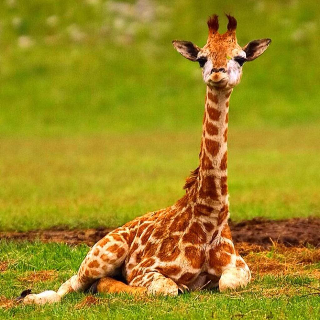 Baby Giraffe, vibrant green grass, lush savanna, SD Desktop Wallpaper