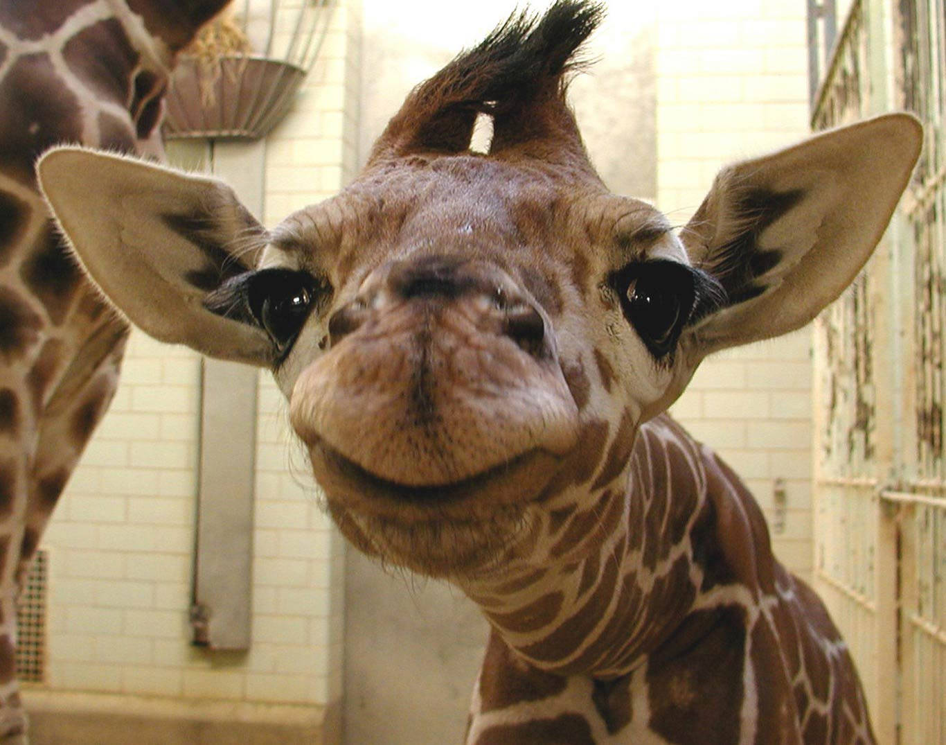 Baby Giraffe, short horns, large dark eyes, HD Desktop Wallpaper
