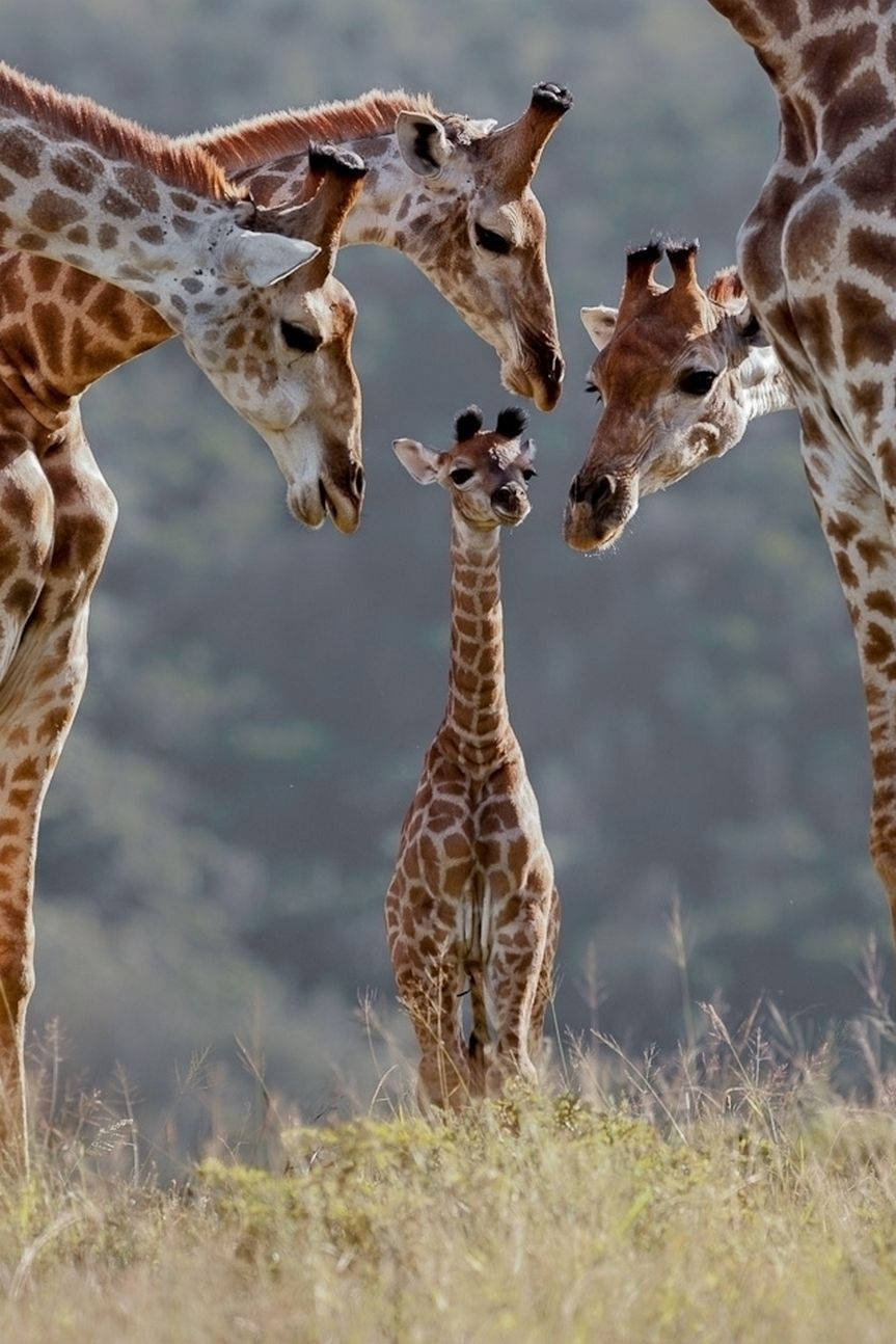 Baby Giraffe, family, sunlit grassy field, HD Phone Wallpaper