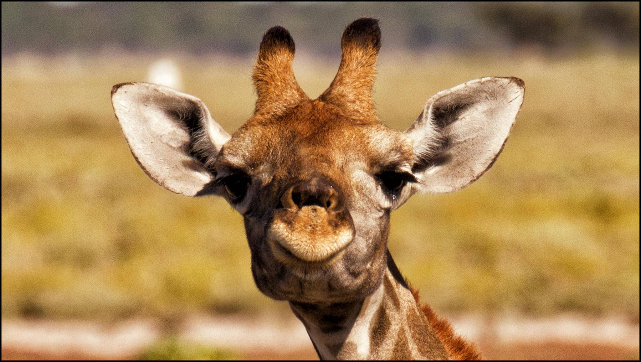 Baby Giraffe, long ears, patterned coat, Full HD Desktop Wallpaper
