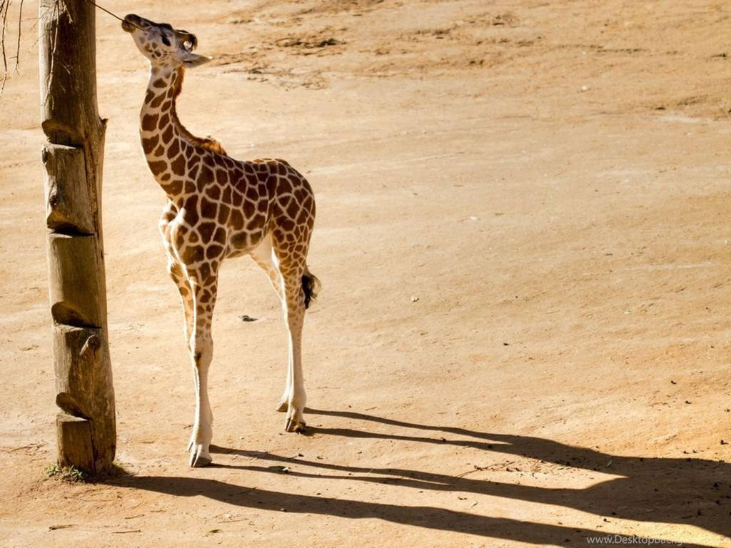 Baby Giraffe, desert, sandy enclosure, SD Desktop Wallpaper
