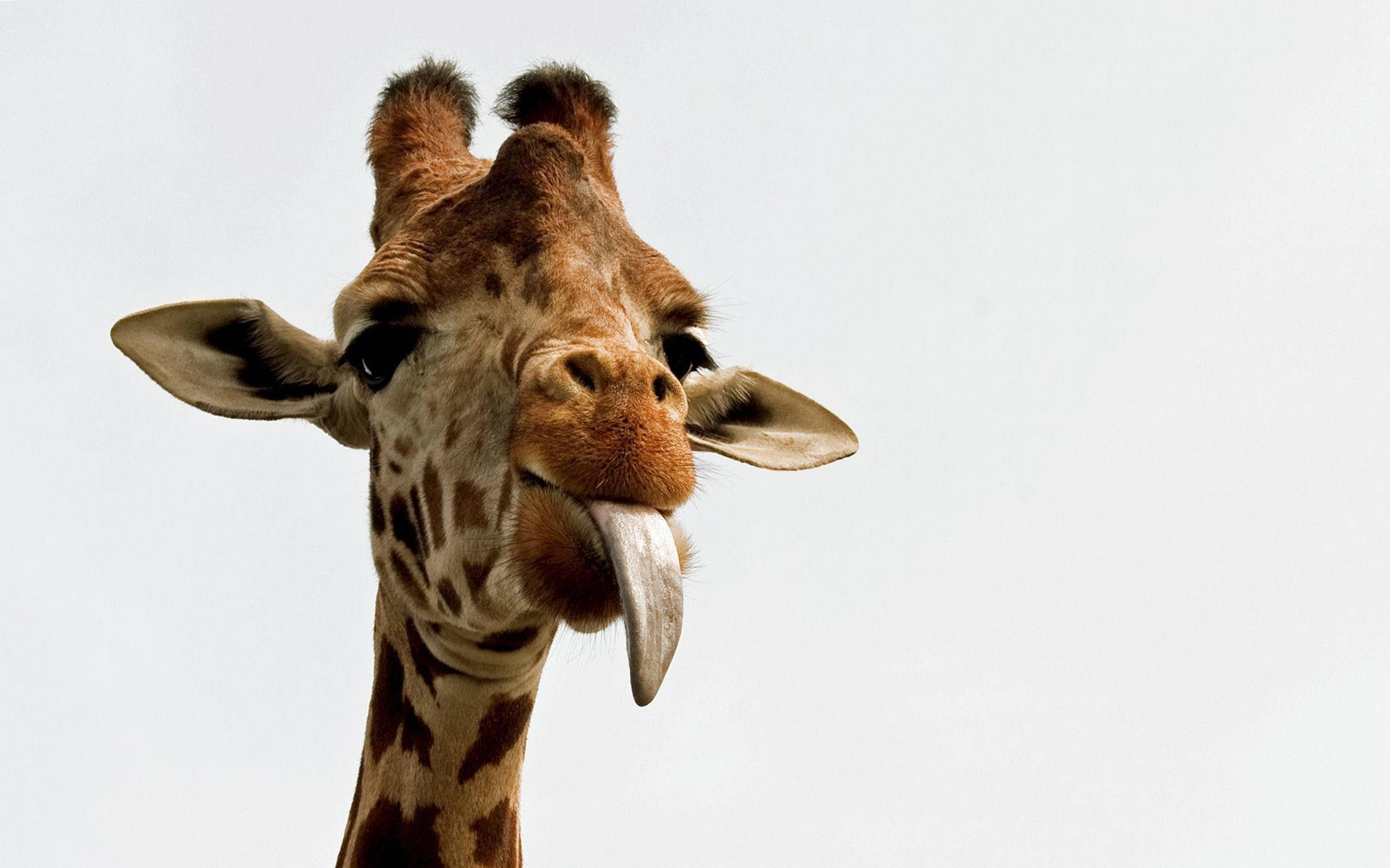 Baby Giraffe, long pink tongue, plain white background, Full HD Desktop Wallpaper