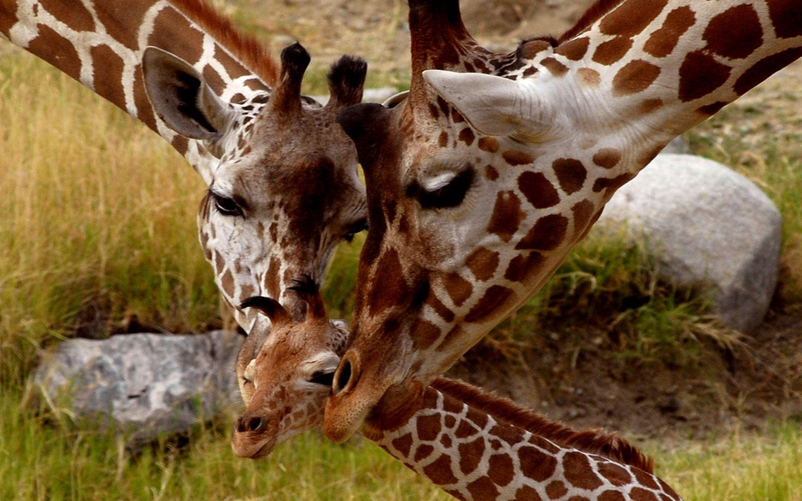 Baby Giraffe, grassy savanna, scattered rocks, 2K Desktop Wallpaper