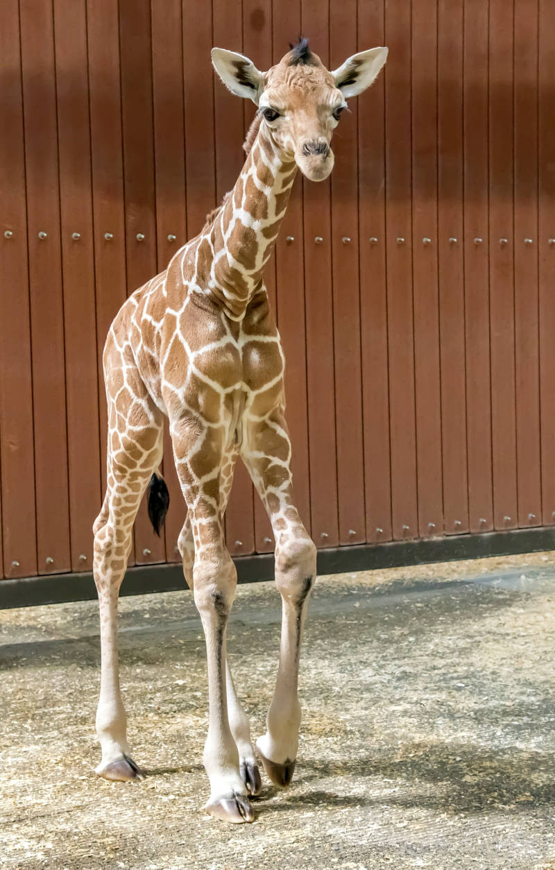 Baby Giraffe, long legs, brown wooden fence, SD Phone Wallpaper