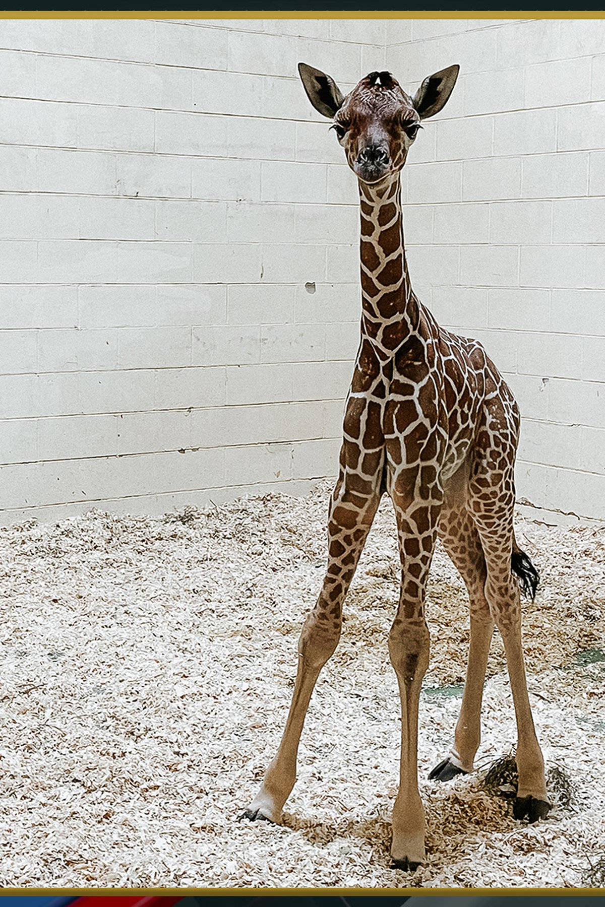Baby Giraffe, long legs, white-walled enclosure, HD Phone Wallpaper