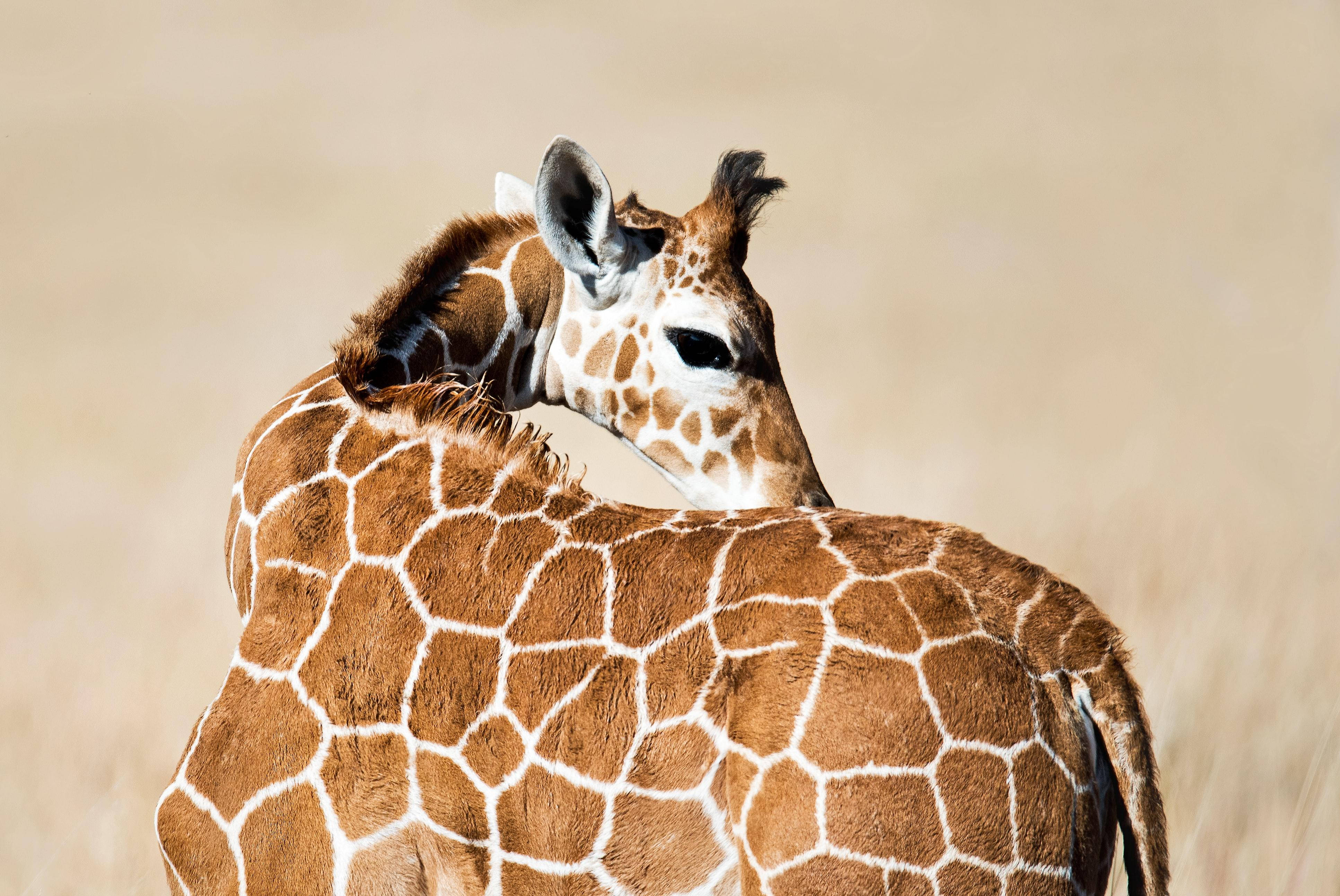 Baby Giraffe, savannah, golden savanna field, 4K Desktop Wallpaper