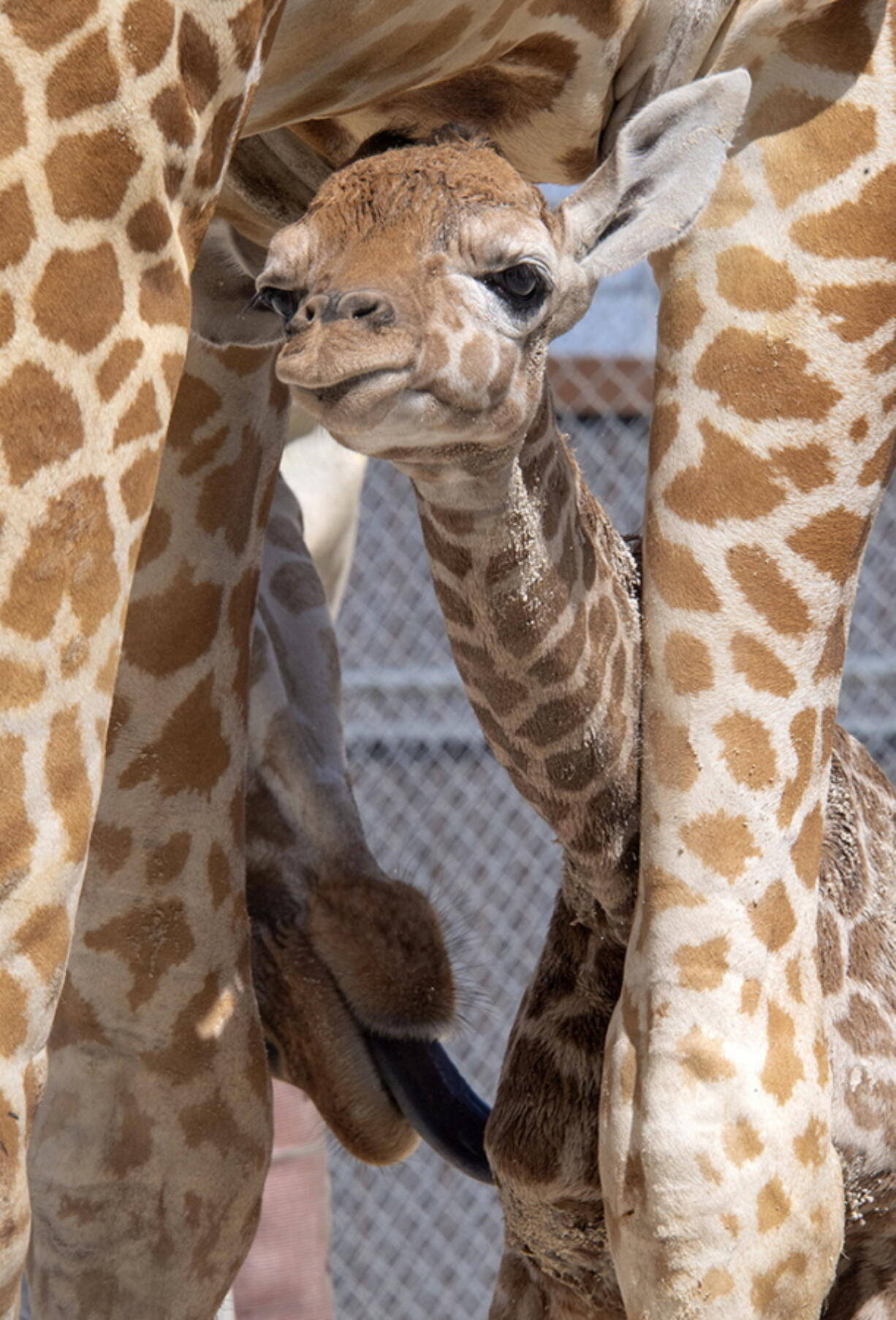 Baby Giraffe, mother's legs, playful expression, HD Phone Wallpaper