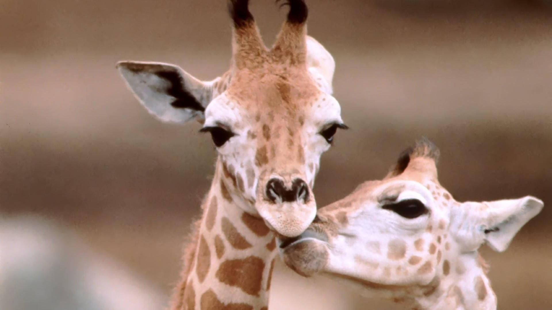 baby giraffes, spotted coats, gentle expressions, Full HD Desktop Wallpaper
