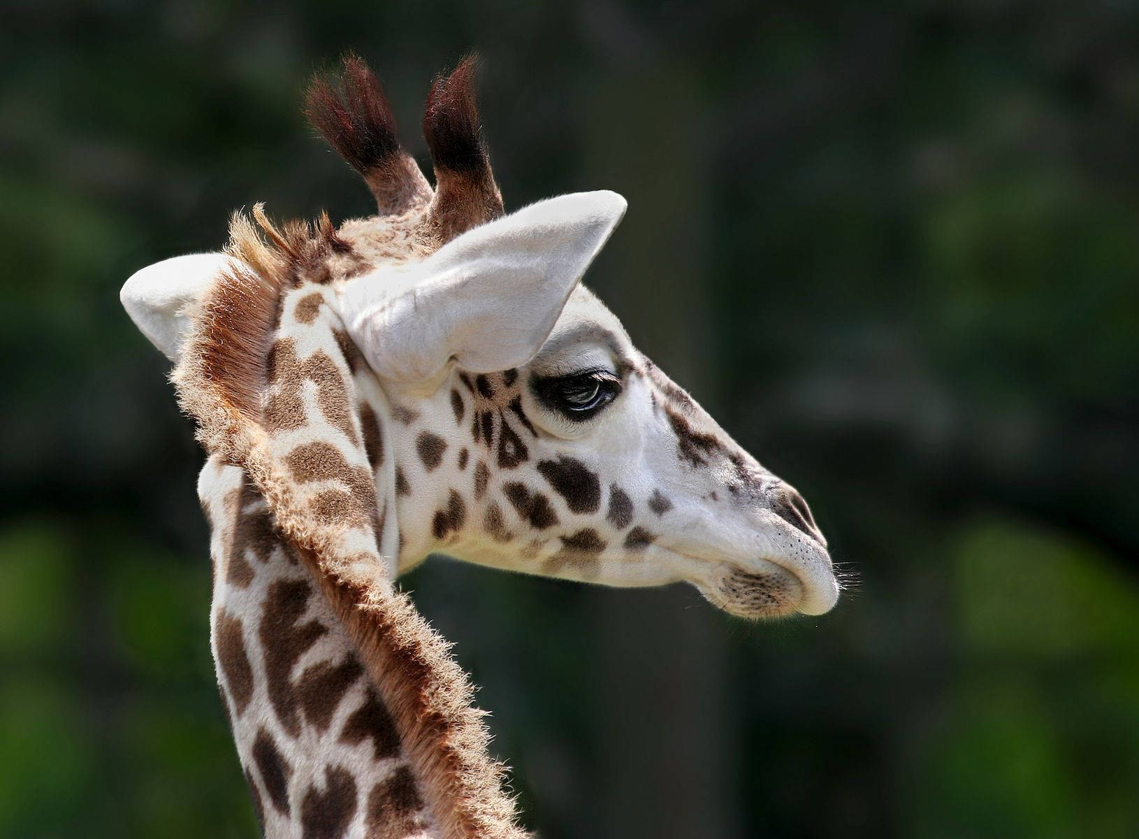 Baby Giraffe, long reddish hair, spotted pattern, HD Desktop Wallpaper