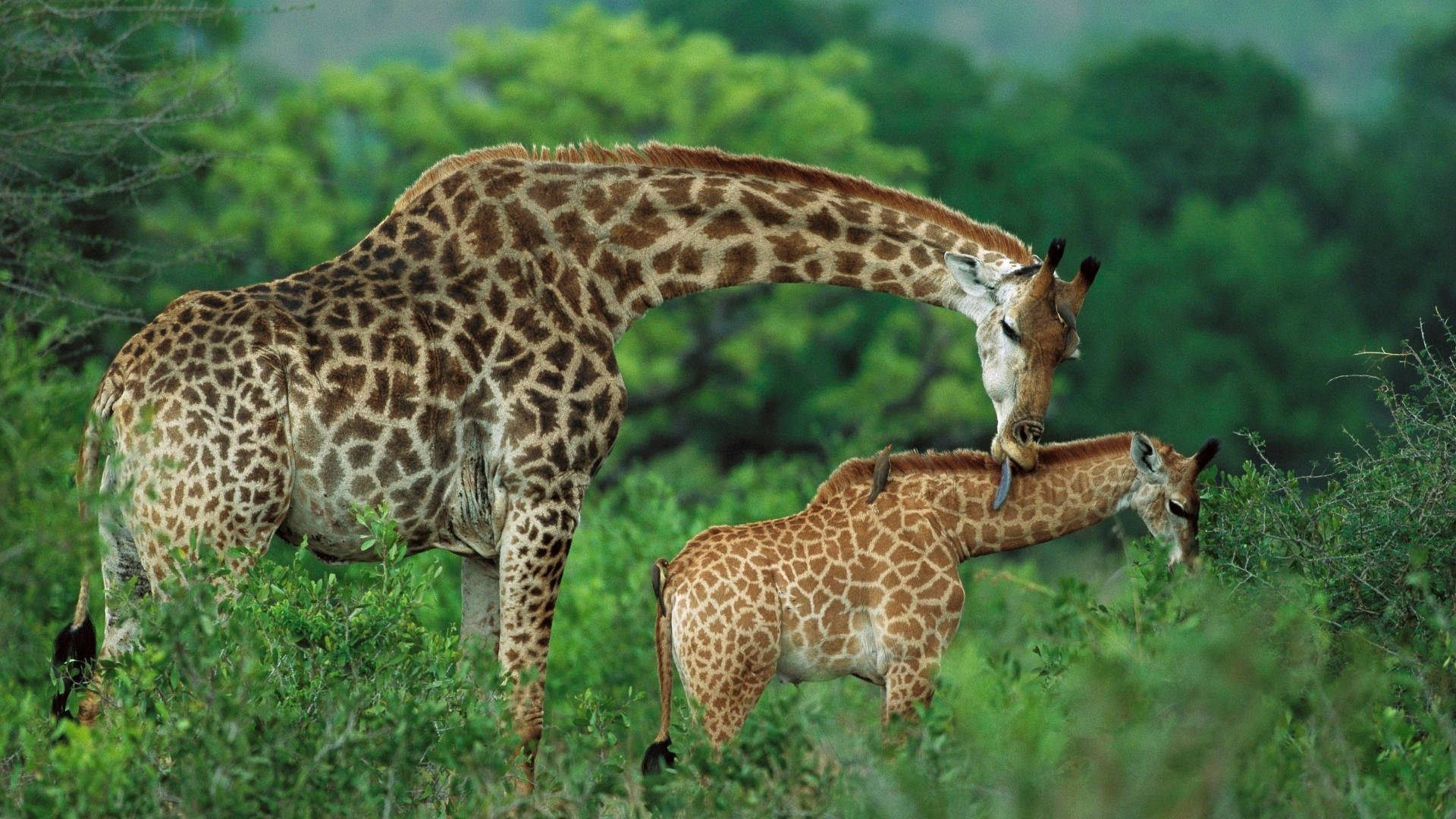 mother giraffe, baby giraffe, jungle, Full HD Desktop Wallpaper