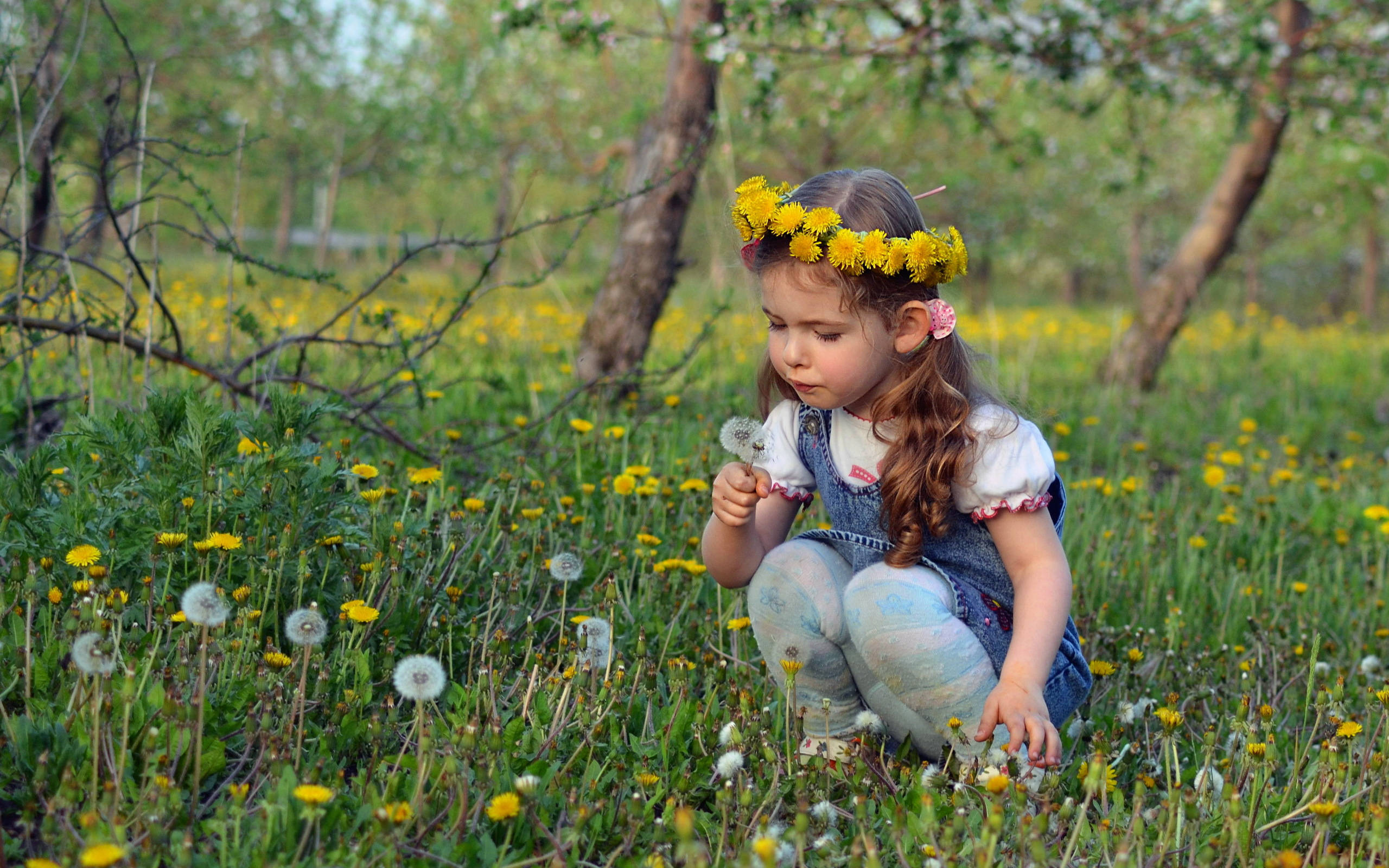 dandelion crown, sunlit field of yellow flowers, dandelion puff, 2K Desktop Wallpaper